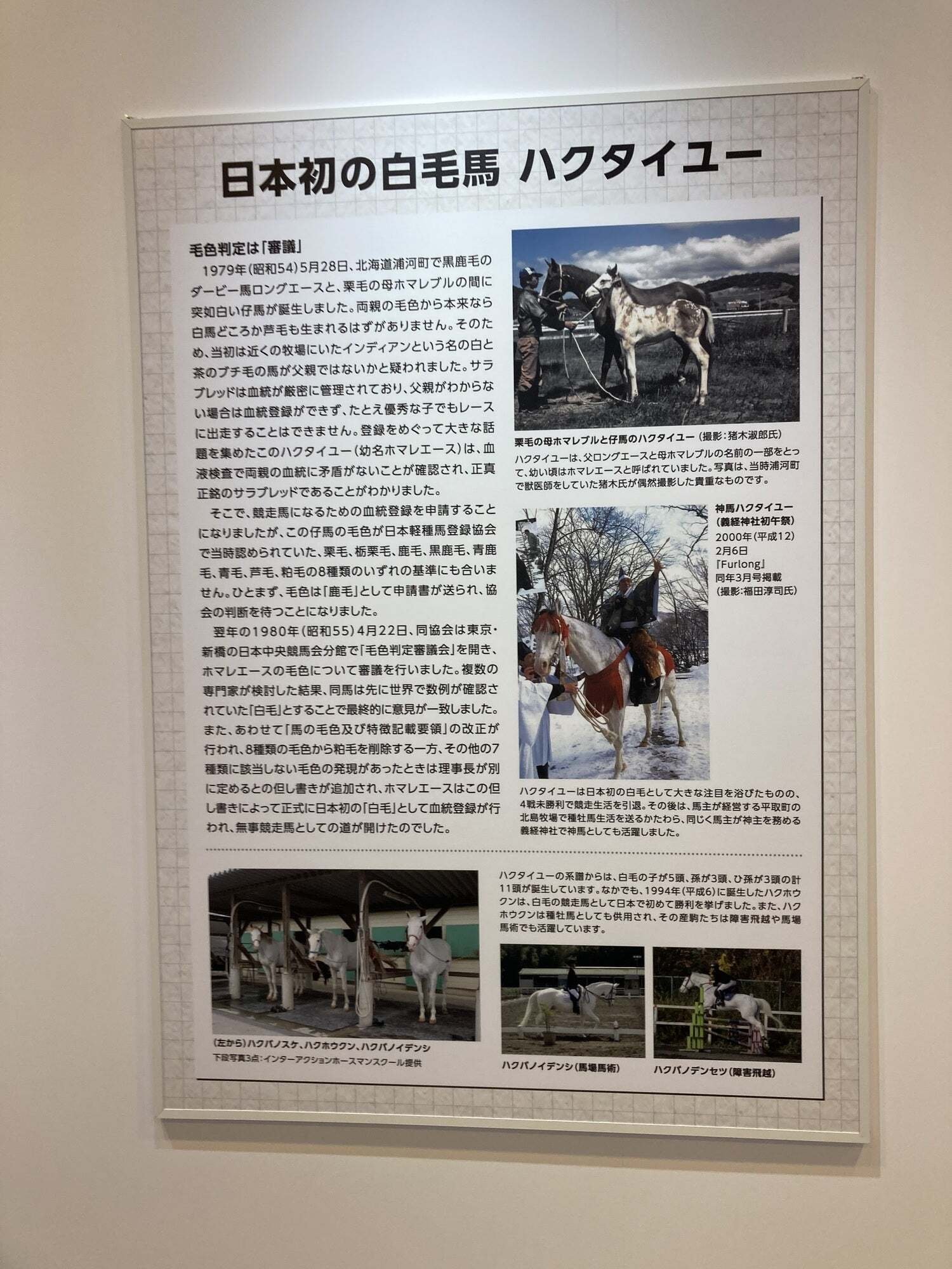 白毛図鑑 (備忘録として)｜tora