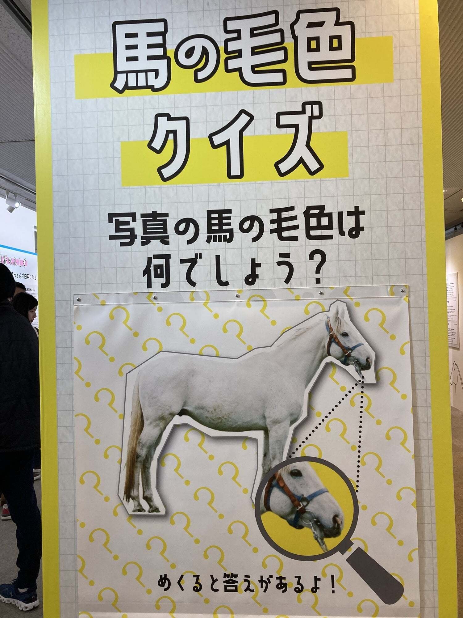 白毛図鑑 (備忘録として)｜tora