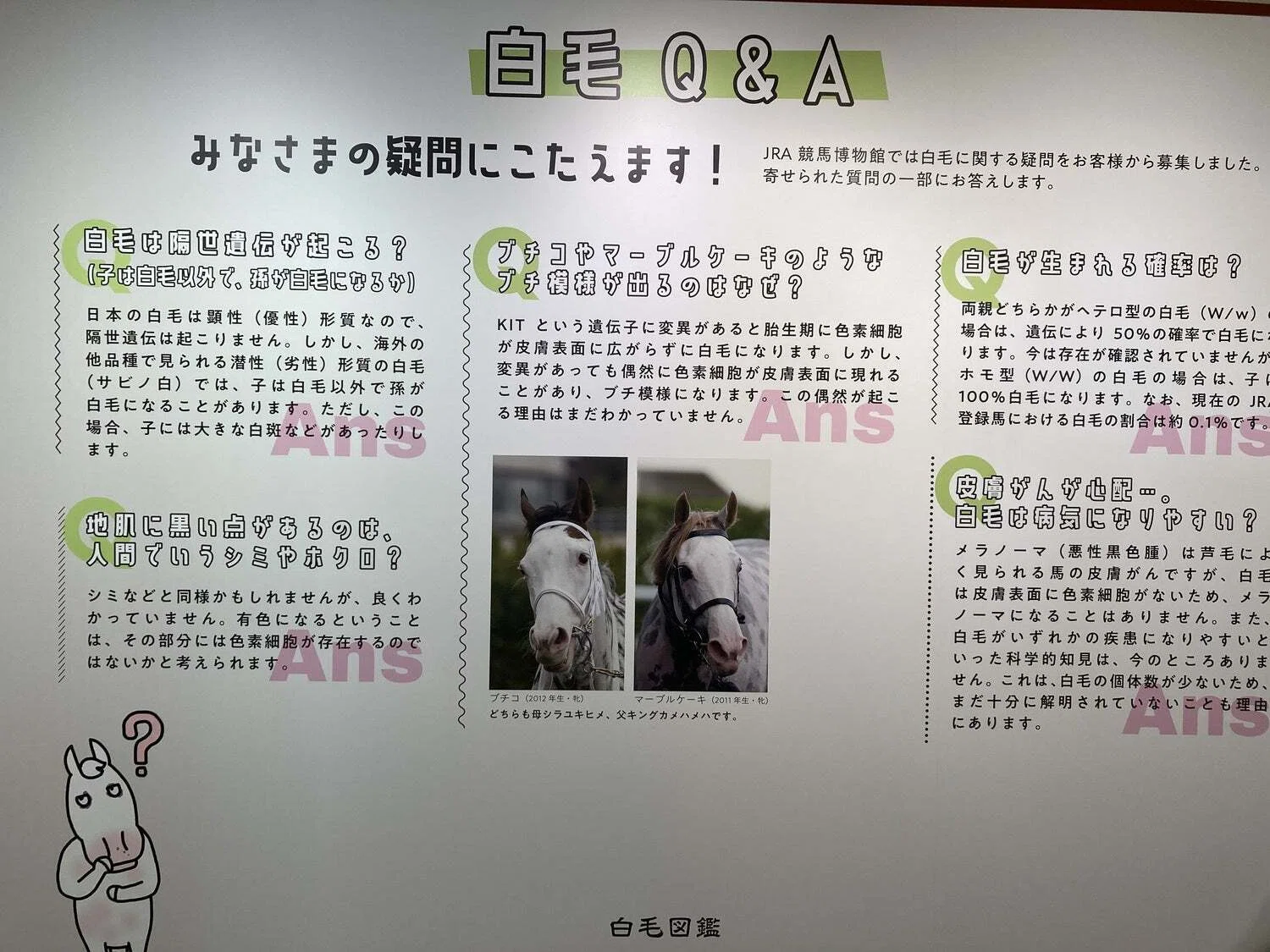 白毛図鑑 (備忘録として)｜tora