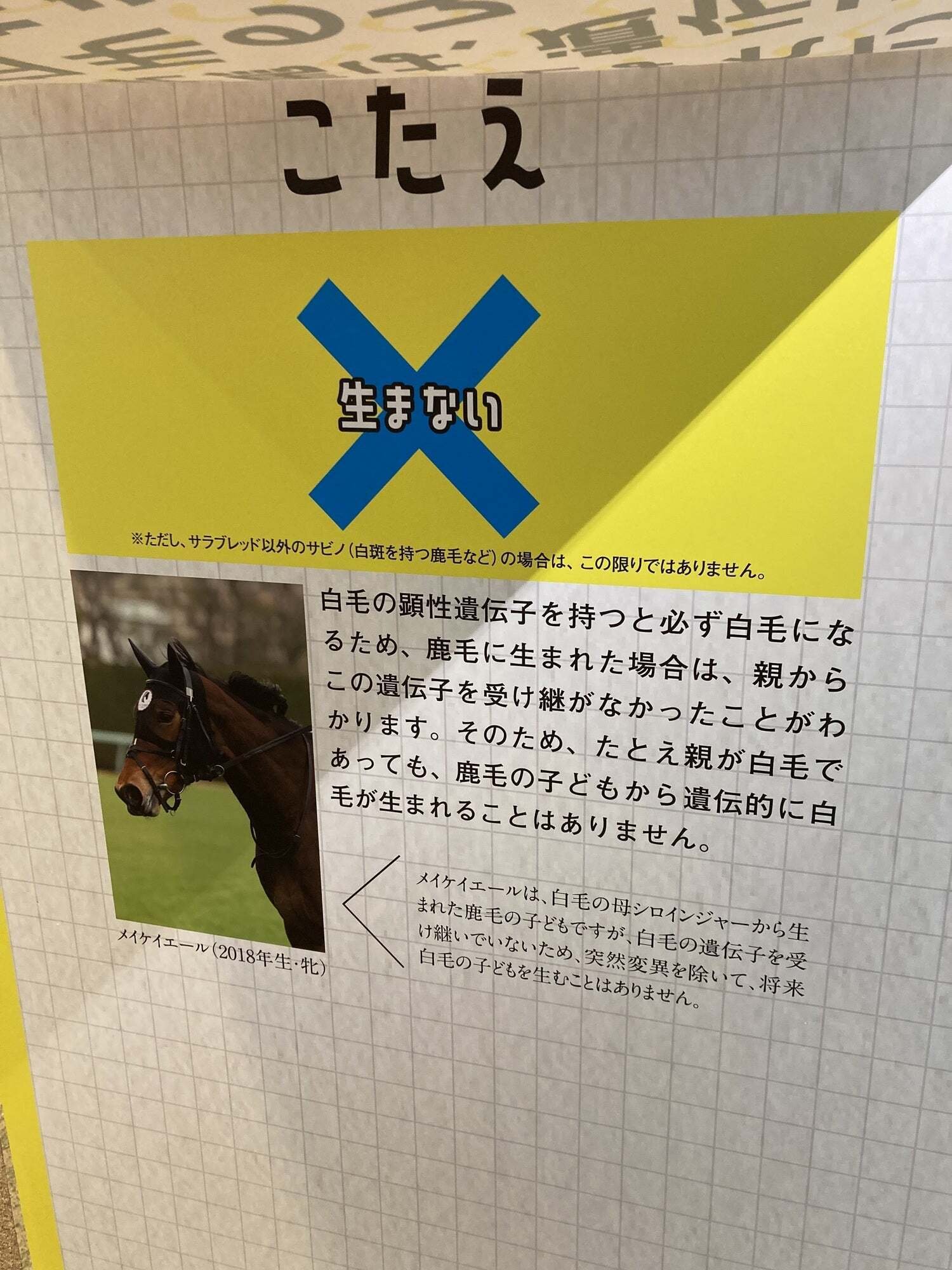 白毛図鑑 (備忘録として)｜tora