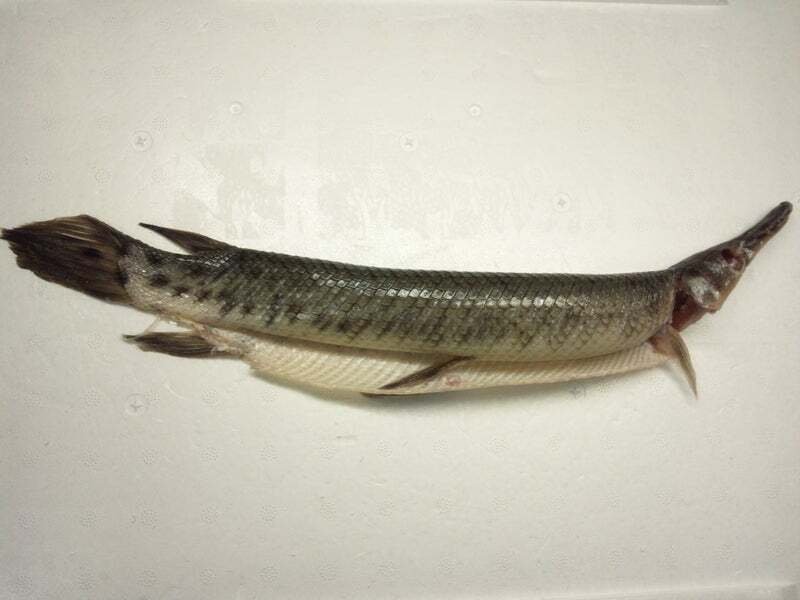 スポッテッドガーの剥製を作ってみた｜魚道部！/ 剥製師 力石眞弘