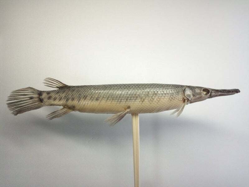 スポッテッドガーの剥製を作ってみた｜魚道部！/ 剥製師 力石眞弘