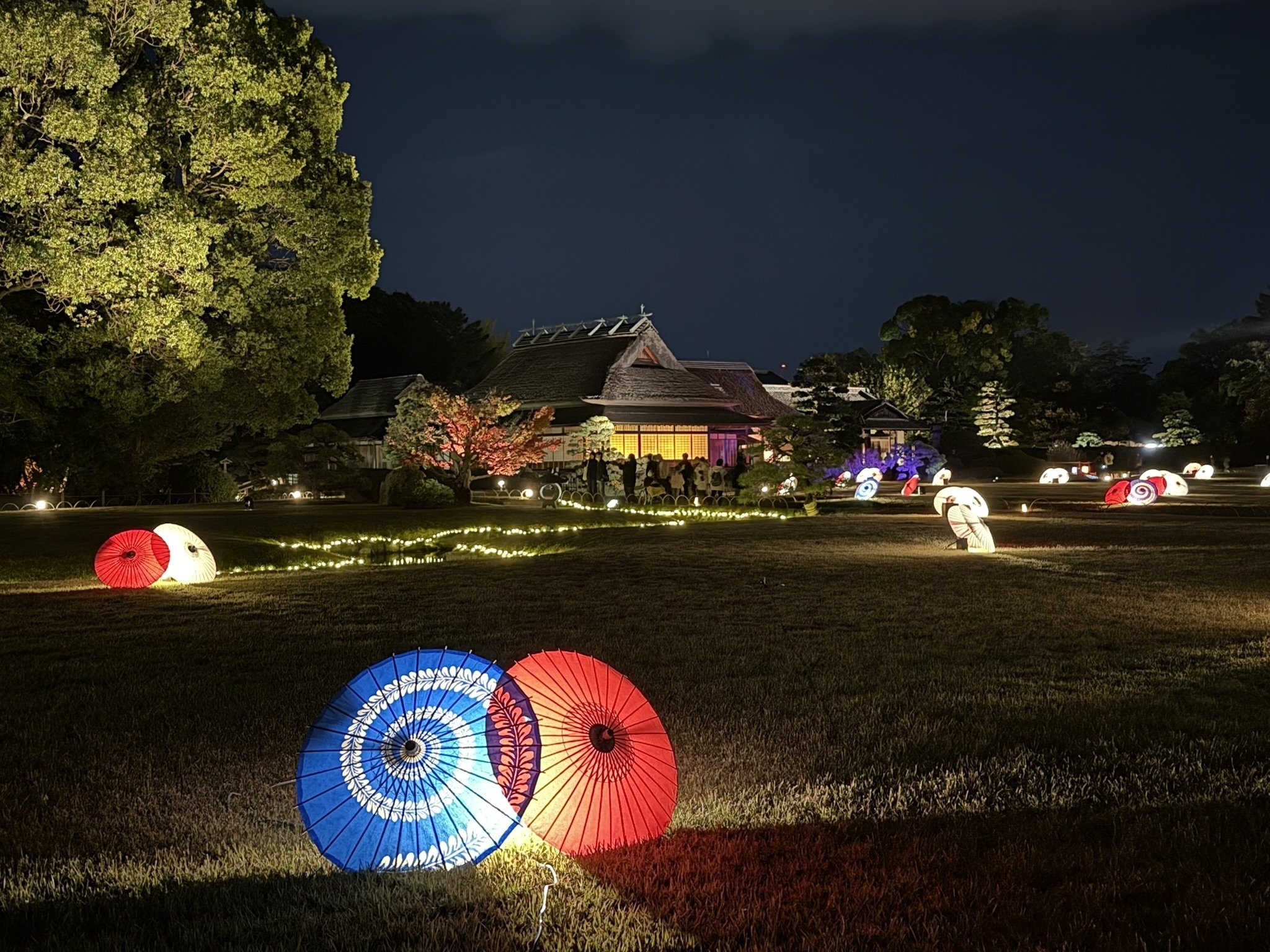 512 晩秋・夜の岡山後楽園「幻想庭園」へ｜ミヤコカエデ（Miyako Kaede)