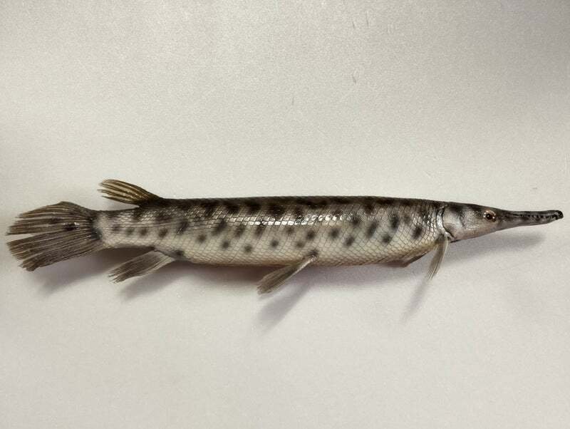 スポッテッドガーの剥製を作ってみた｜魚道部！/ 剥製師 力石眞弘