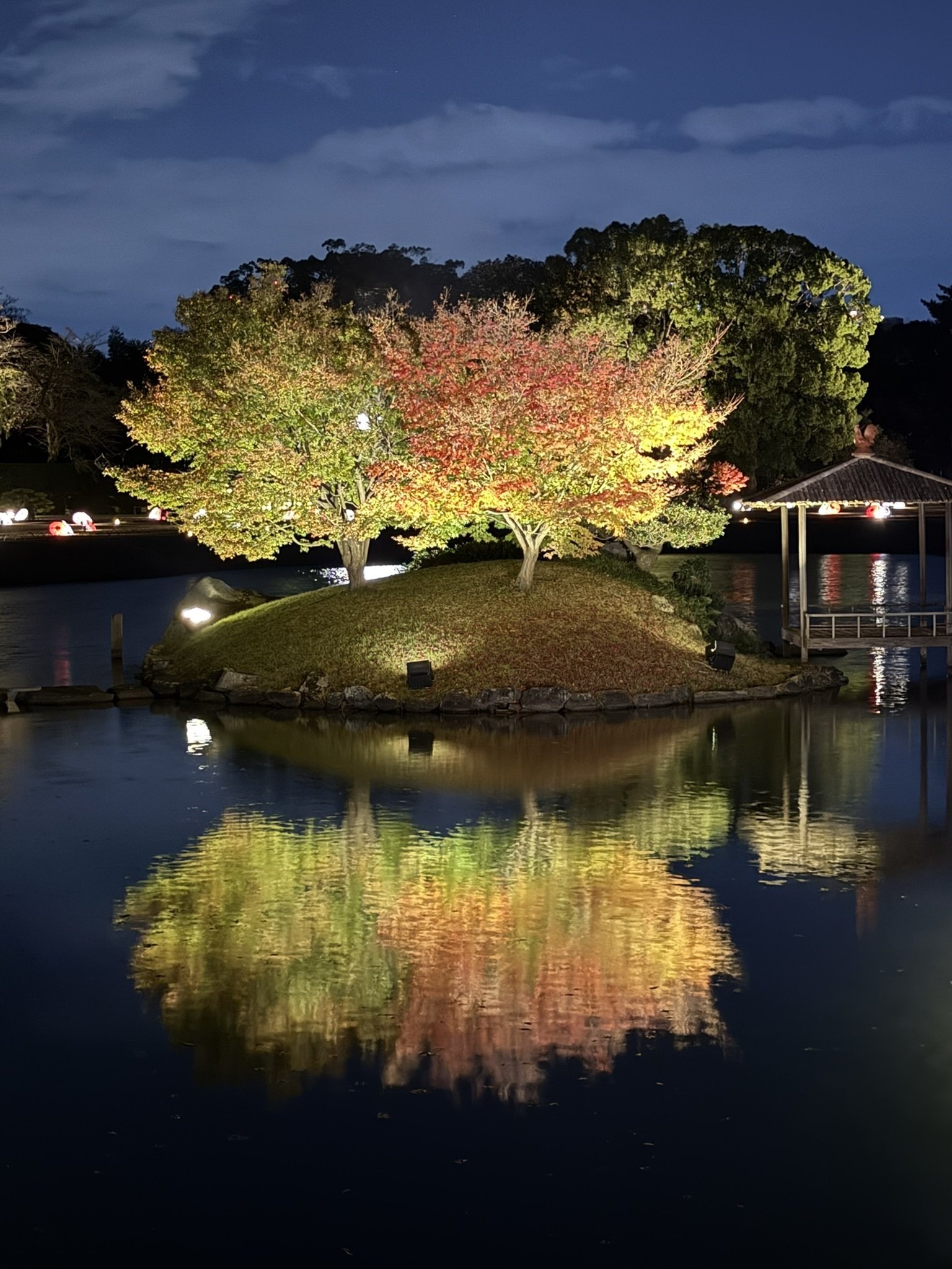 512 晩秋・夜の岡山後楽園「幻想庭園」へ｜ミヤコカエデ（Miyako Kaede)