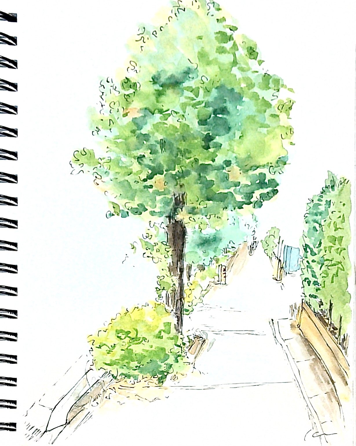 日常の中で見つけた自然たちをスケッチした【水彩画&ゆる解説動画