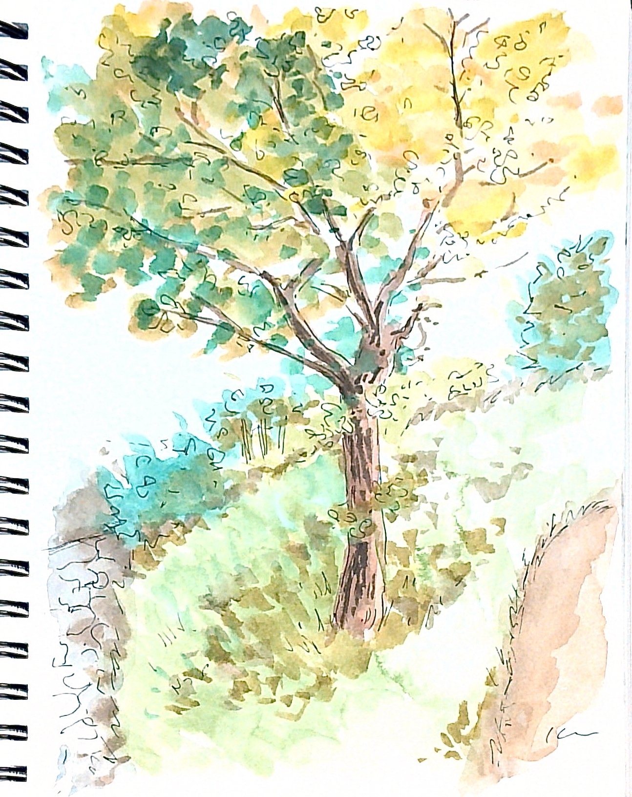 日常の中で見つけた自然たちをスケッチした【水彩画&ゆる解説