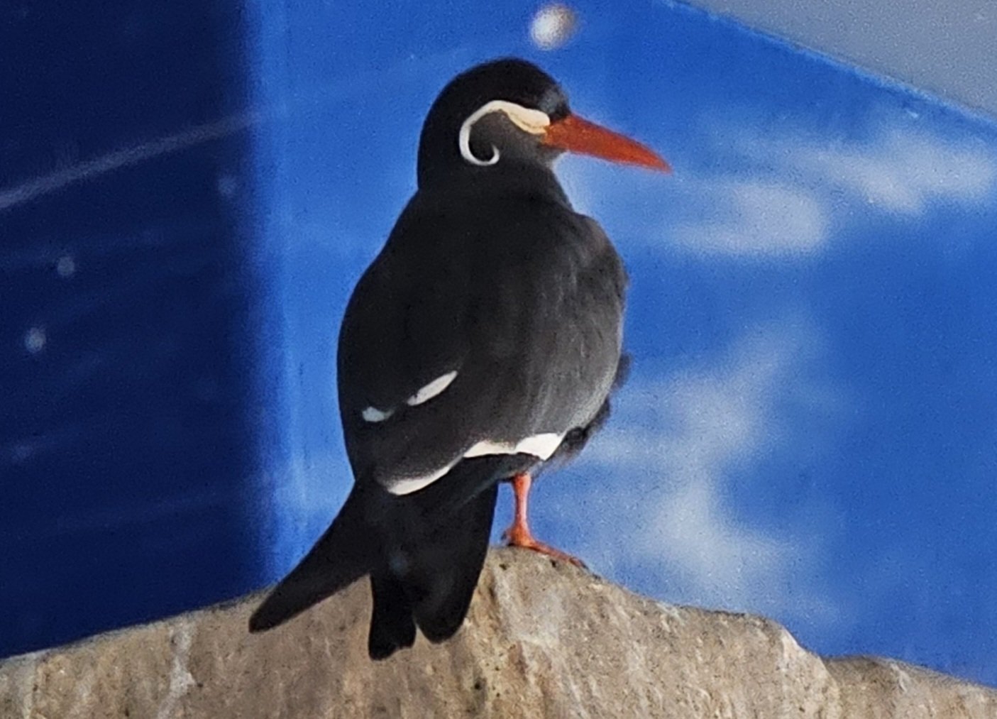 The Lost Universe 古代の巨大水鳥②超巨大海鳥｜美原さつき