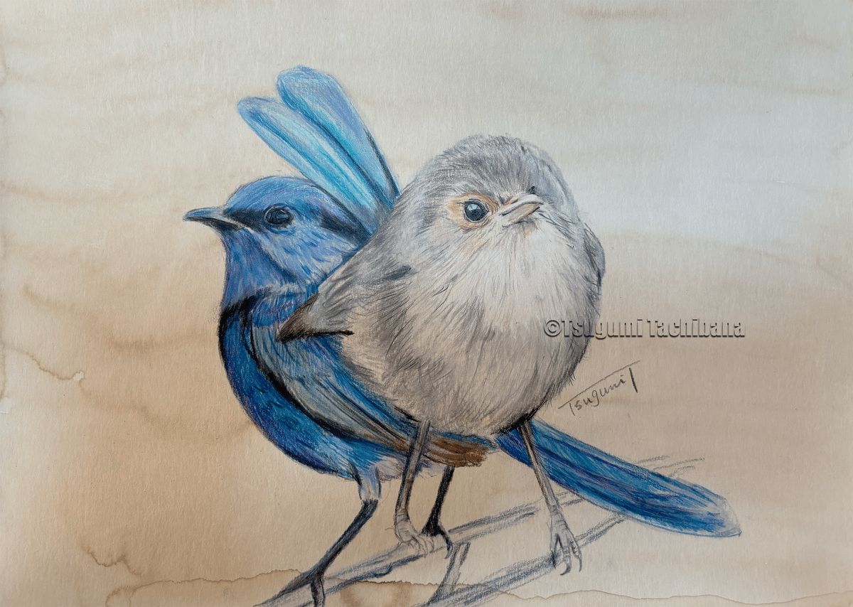 鳥の絵を載せるだけの日 27(＋おまけの塗り絵)｜橘鶫