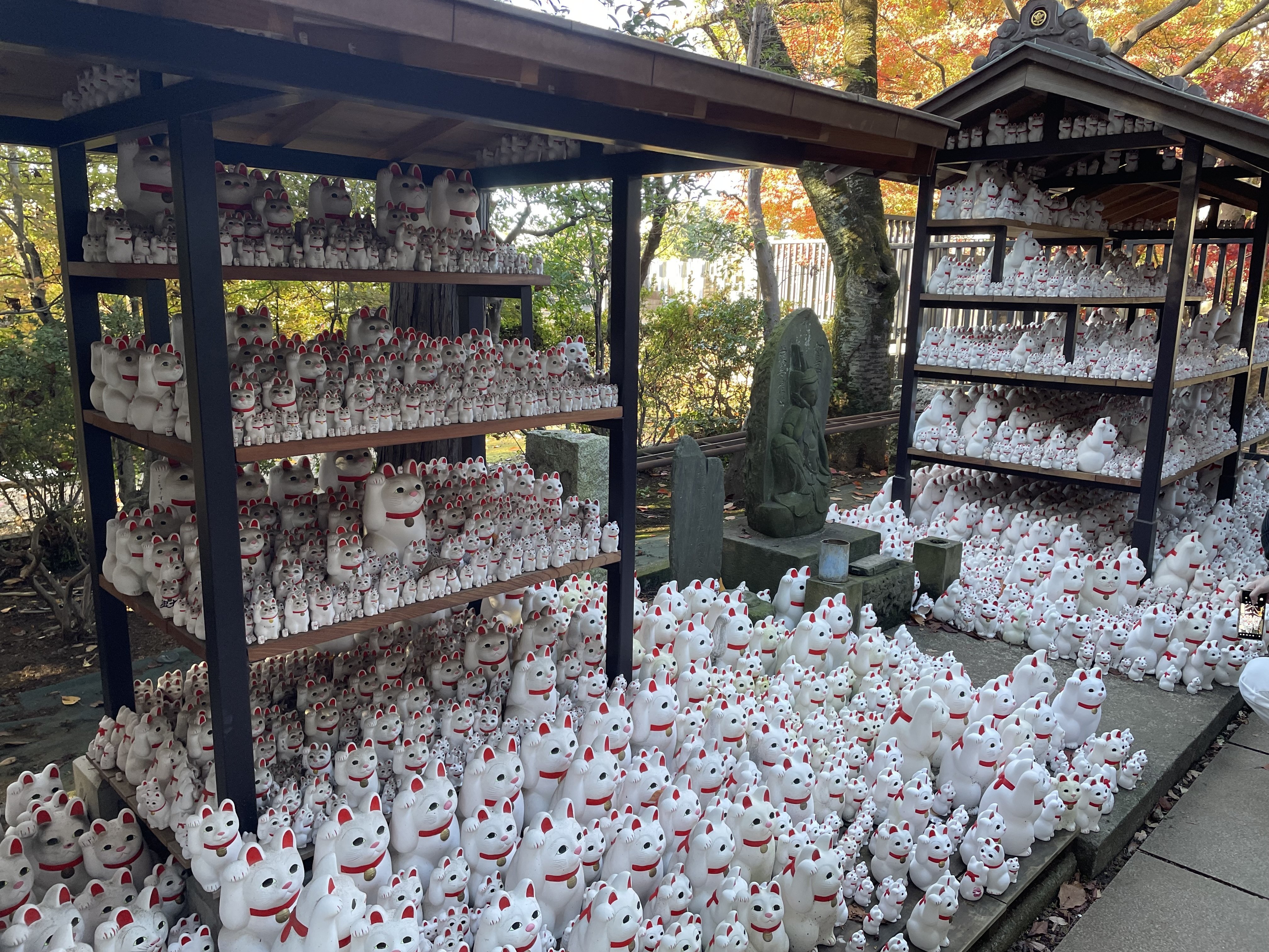 豪徳寺　招き猫　25センチ　大きな招き猫 豪徳寺と招き猫｜大谿山 豪徳寺
