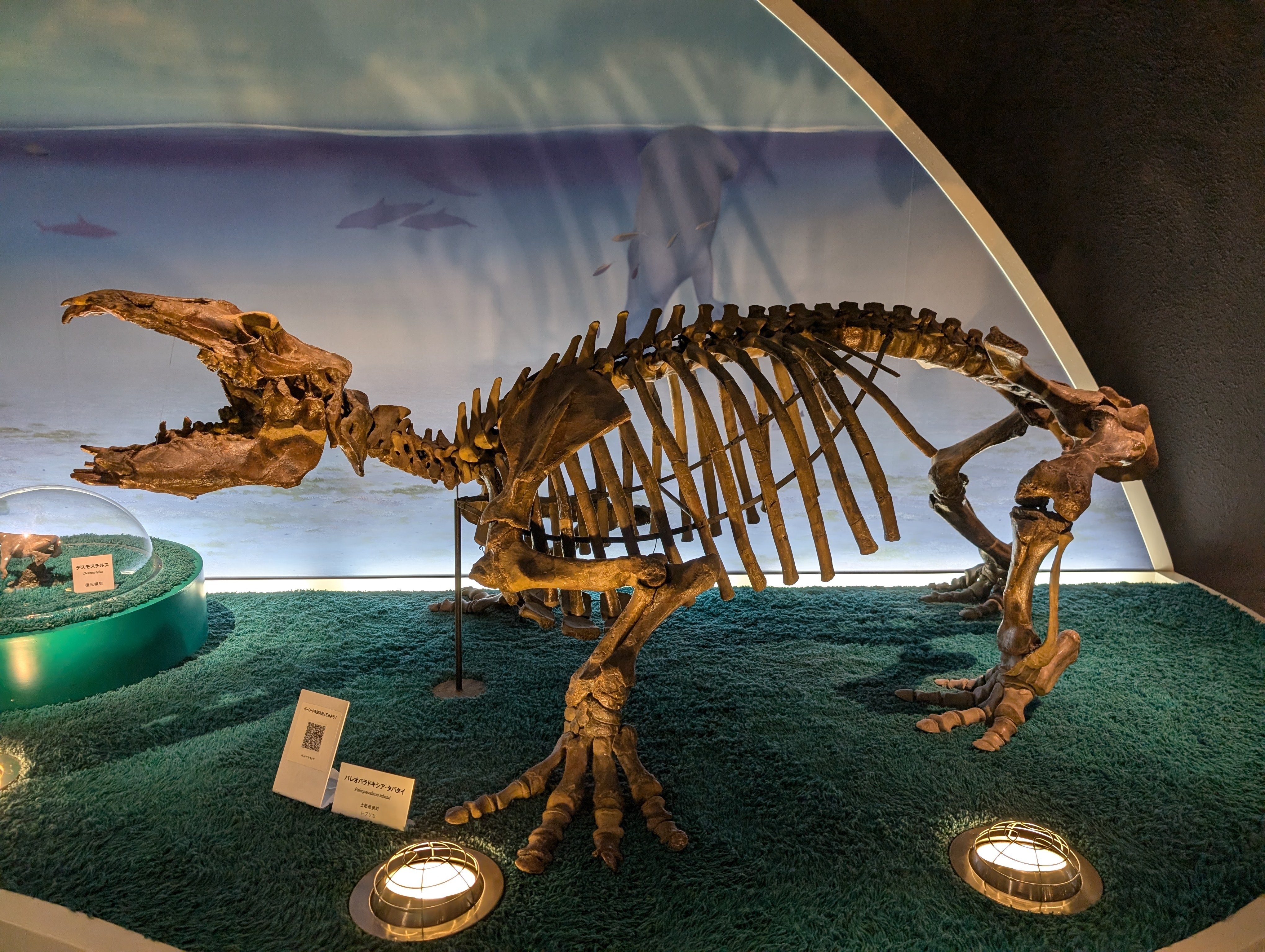 たくさん歩く(瑞浪市化石博物館)#550｜やん（矢野達也）