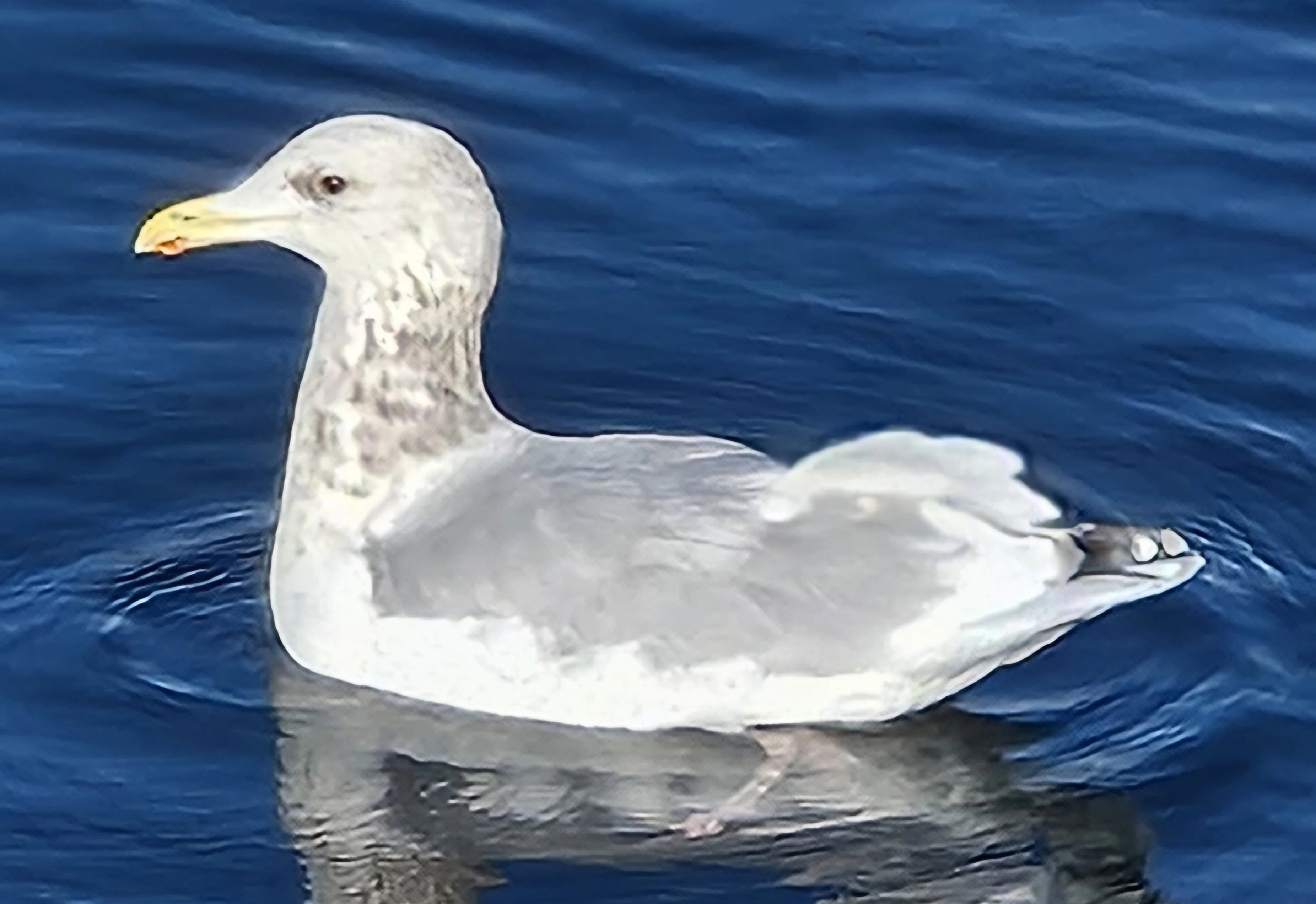 The Lost Universe 古代の巨大水鳥②超巨大海鳥｜美原さつき
