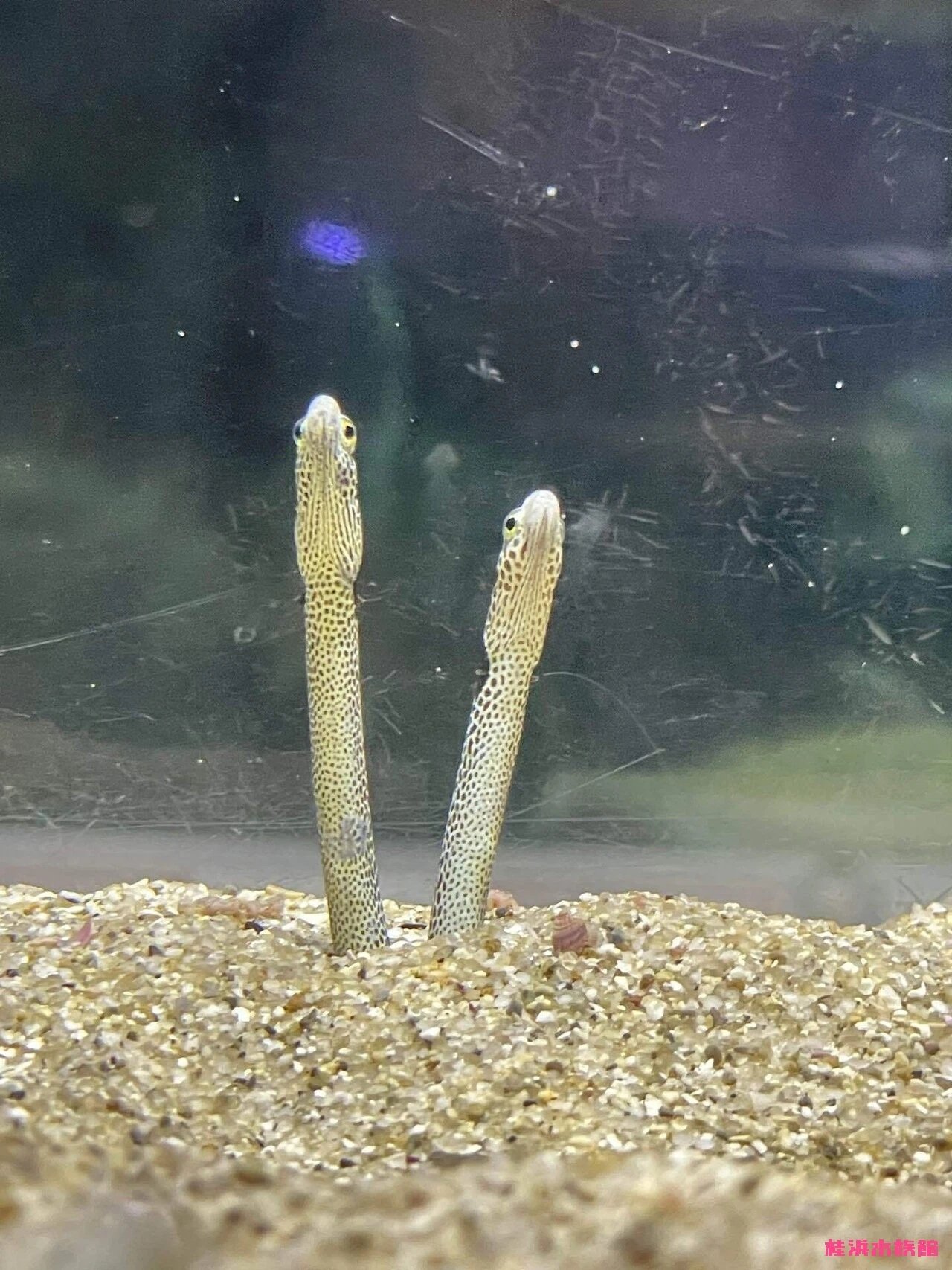 明日は「1」が4つ並ぶ日❣️❣️❣️❣️｜桂浜水族館 公式