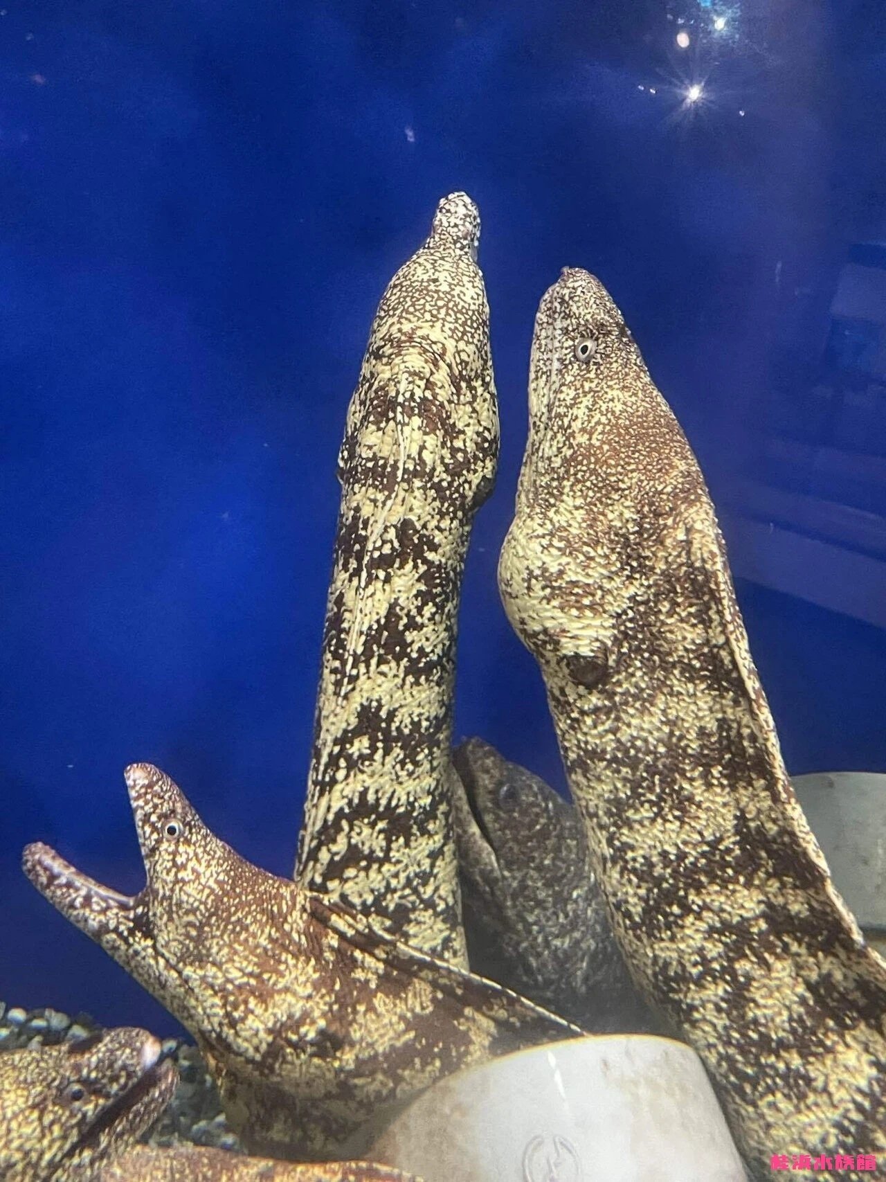 明日は「1」が4つ並ぶ日❣️❣️❣️❣️｜桂浜水族館 公式