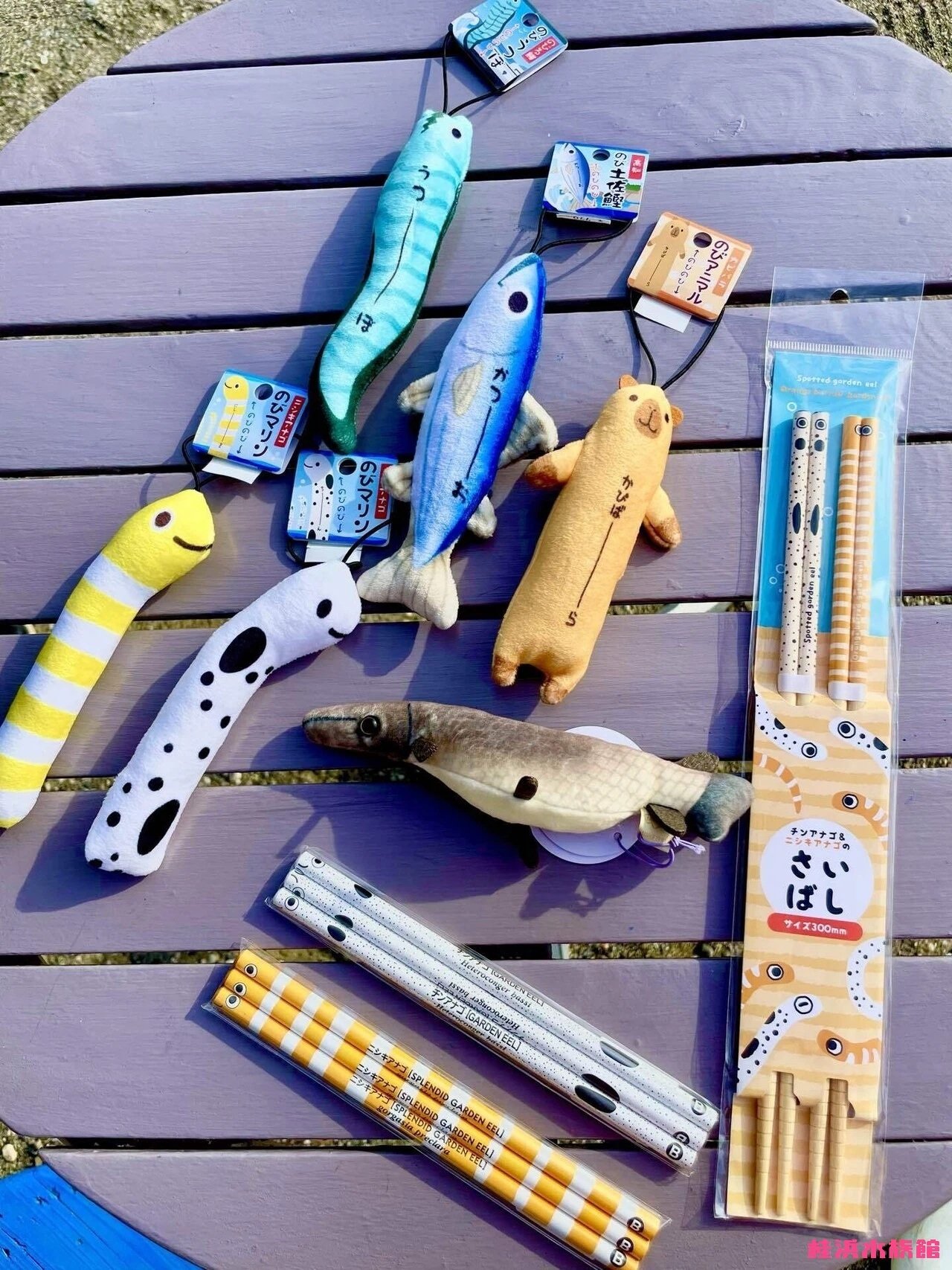 明日は「1」が4つ並ぶ日❣️❣️❣️❣️｜桂浜水族館 公式