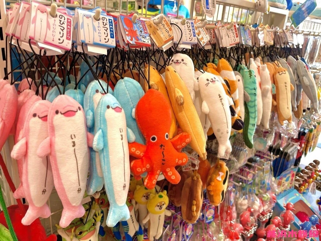 明日は「1」が4つ並ぶ日❣️❣️❣️❣️｜桂浜水族館 公式