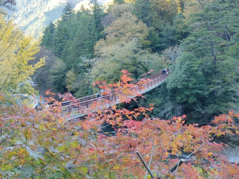 関東で11月から12月にかけて紅葉が楽しめるスポット11選｜kaede