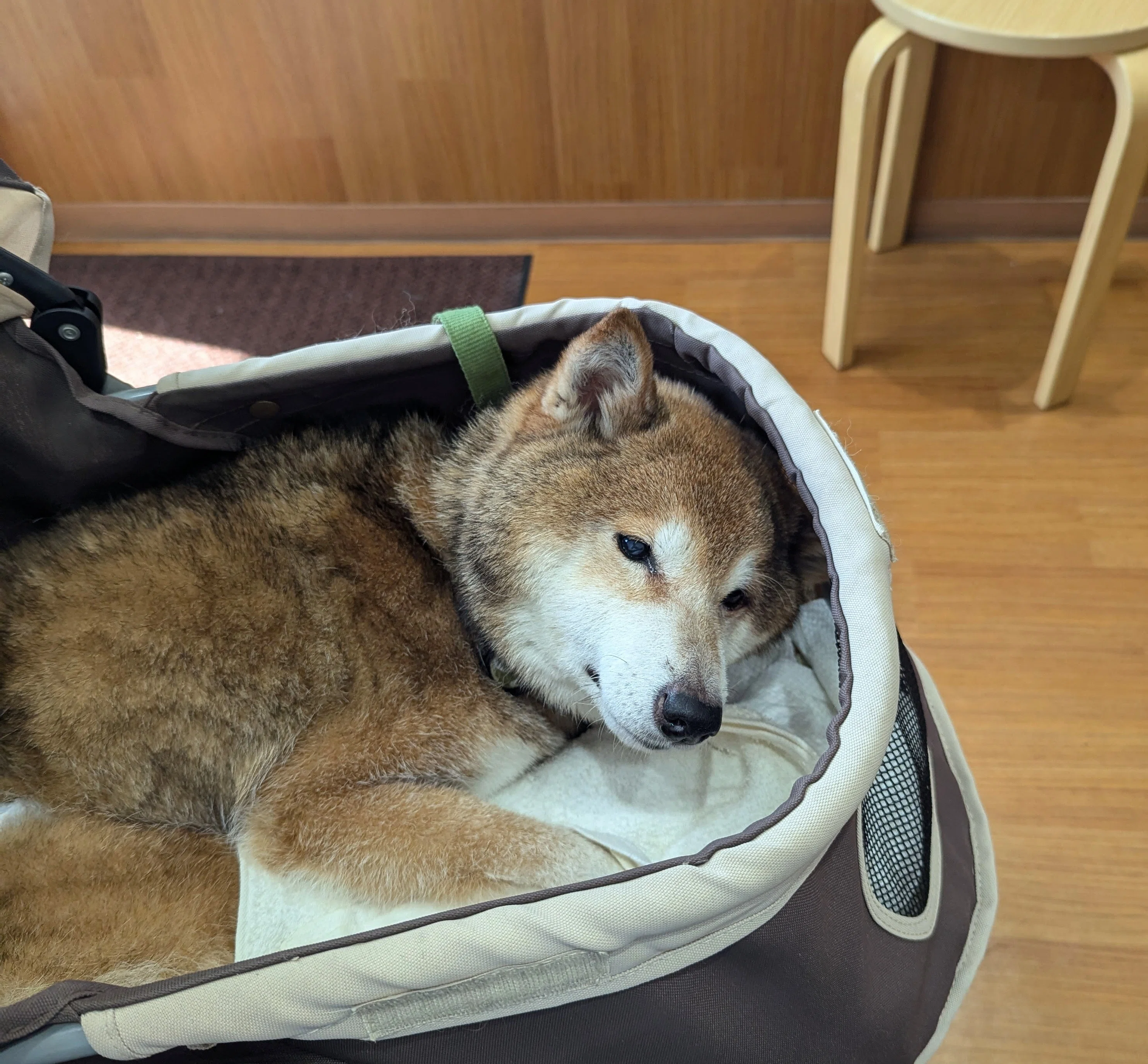 犬にまみれた週末と駒沢カレー｜太田 みき