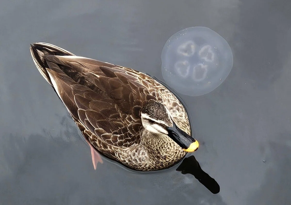 The Lost Universe 古代の巨大水鳥②超巨大海鳥｜美原さつき