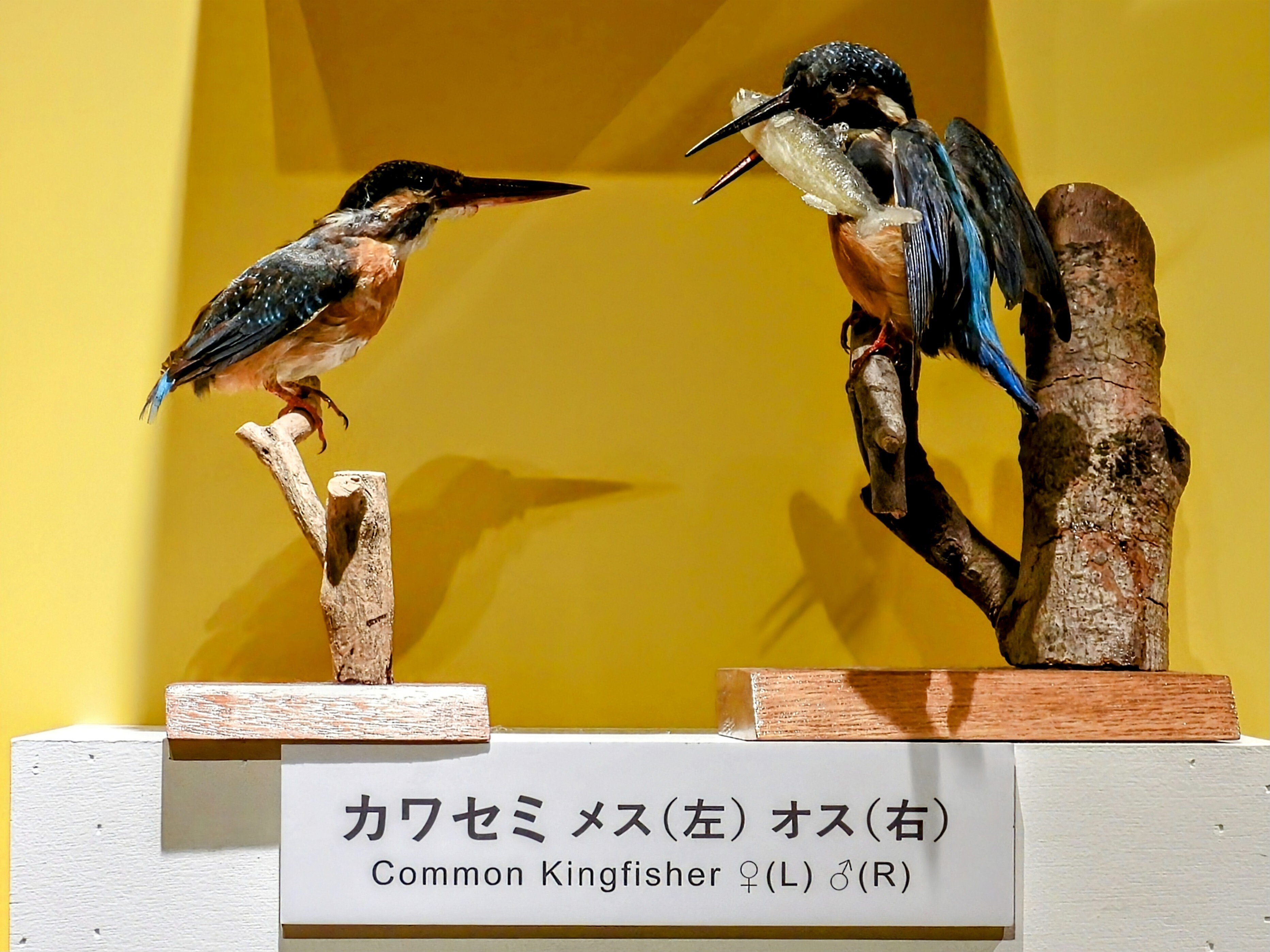 科博 特別展 《 鳥 TORI 》へ行きました-02。｜michio