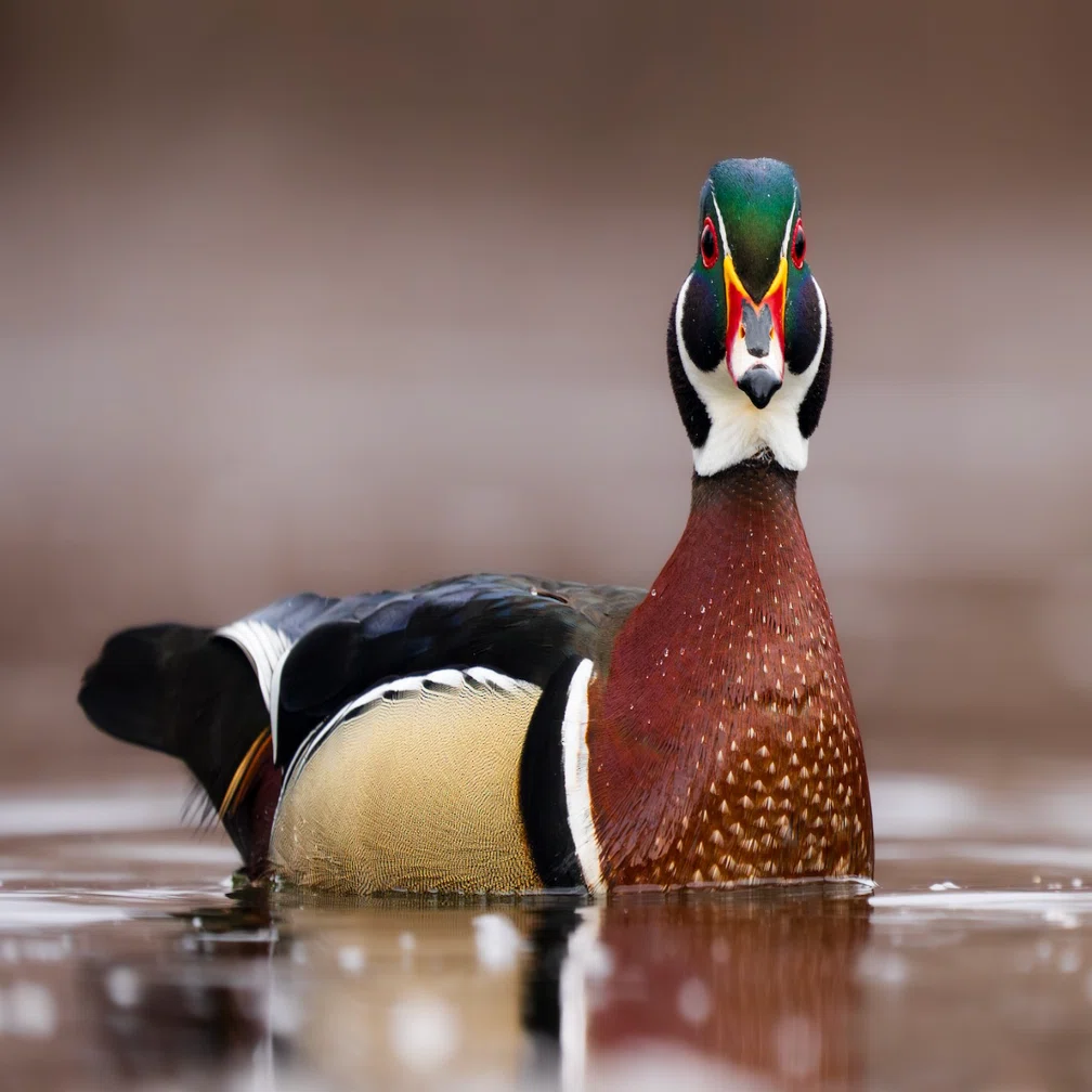 シカゴでバードウォッチング！】 Wood Duck｜ローリー