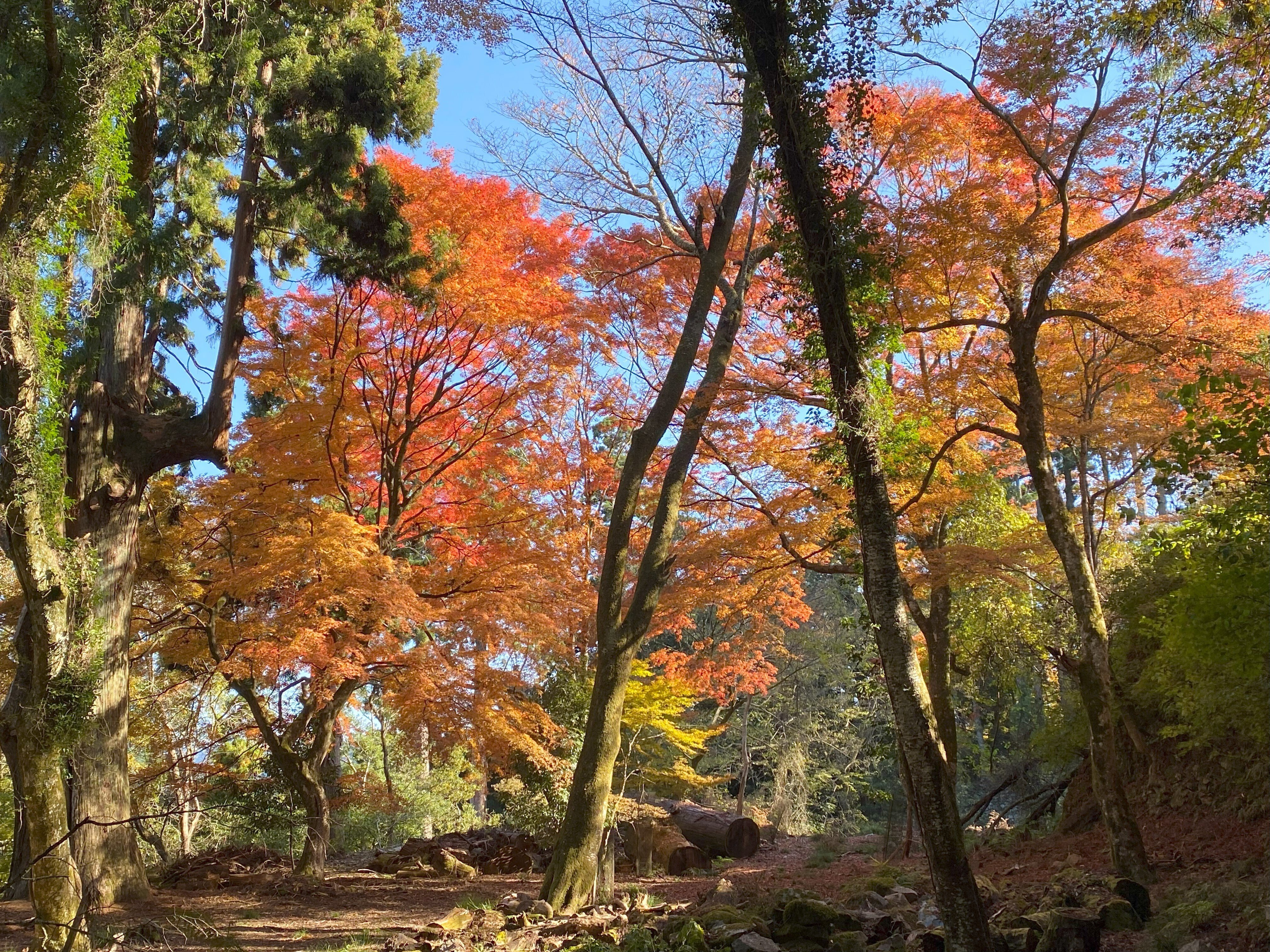 残る紅葉～日本一の山城「大和高取城」｜高坂正澄