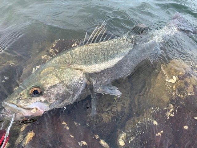 玄人ルアーズSNOOK