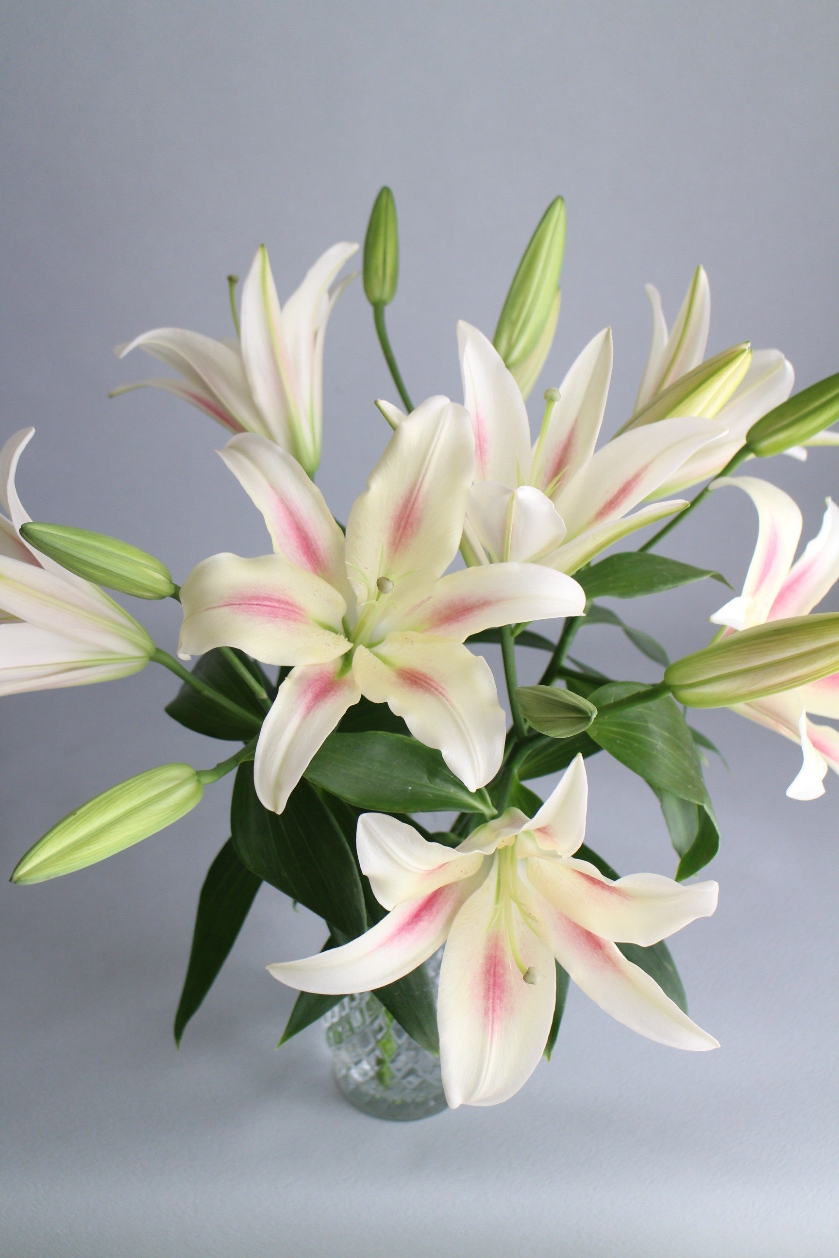 オリエンタルユリ ニンフ｜asa planet