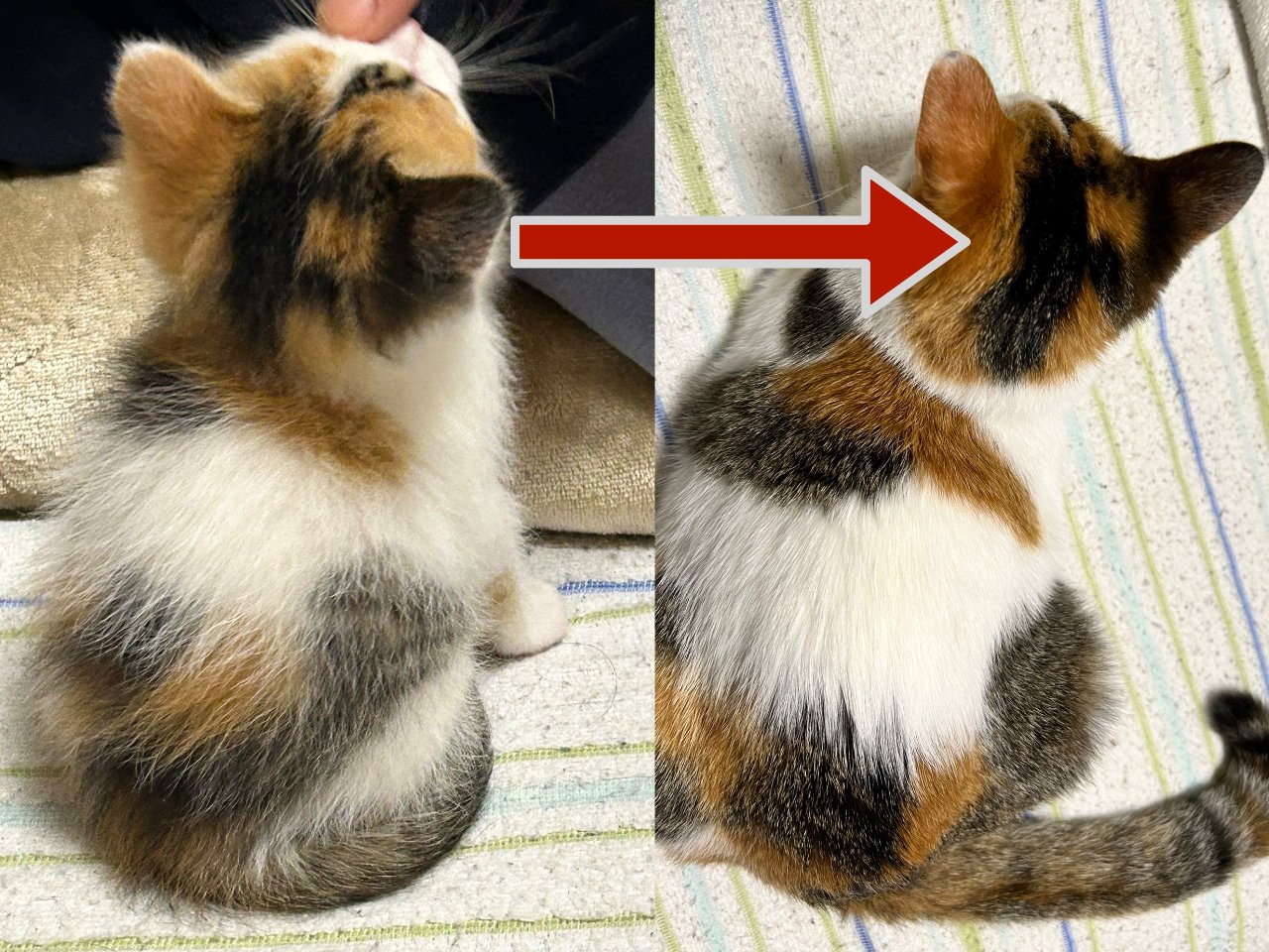 ゆこの⭐︎アルファベットネコ ゆこの⭐︎アルファベットネコ 猫 アルファベット(a～z) カラー