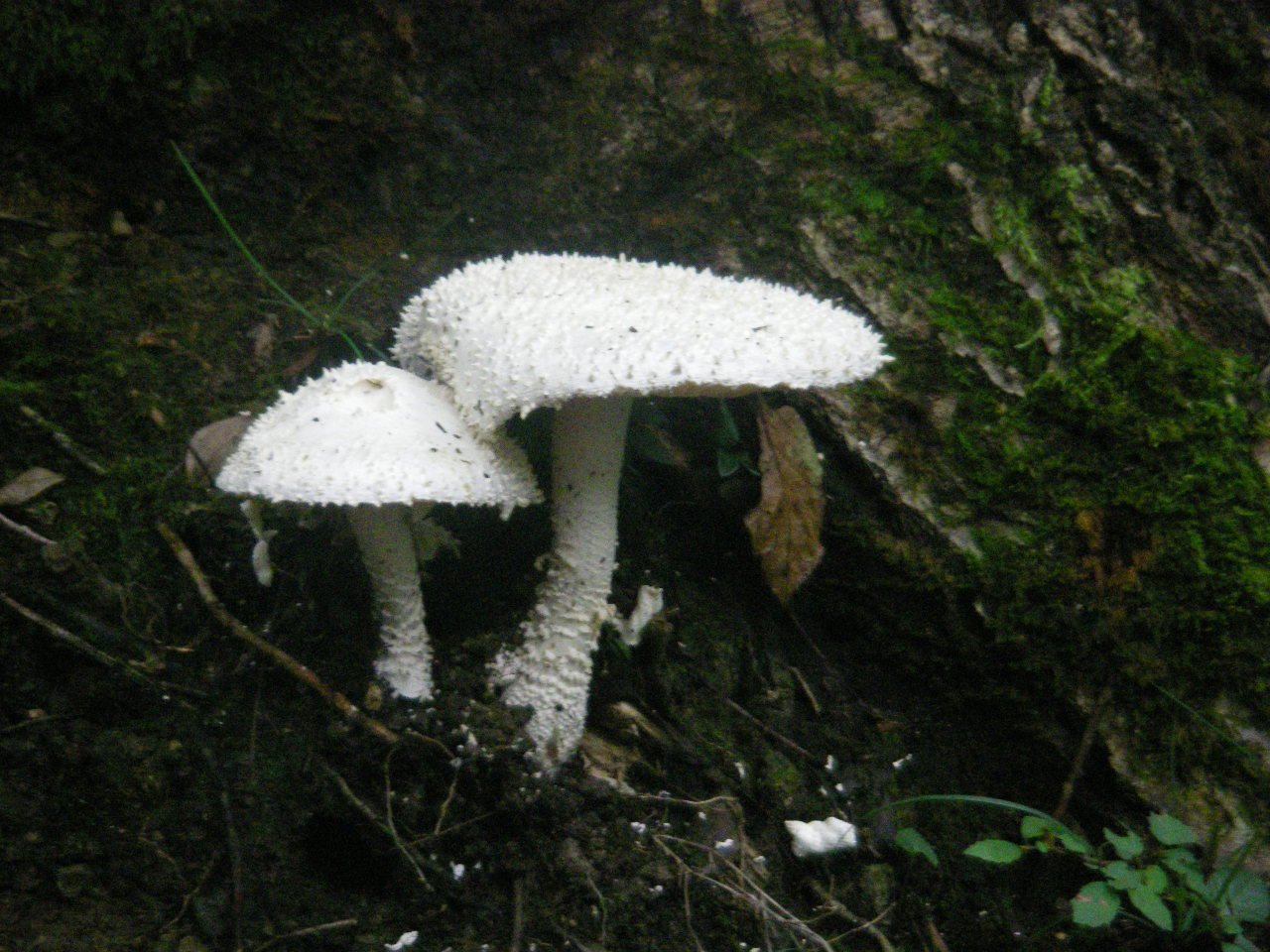 さまつについて｜川上通信