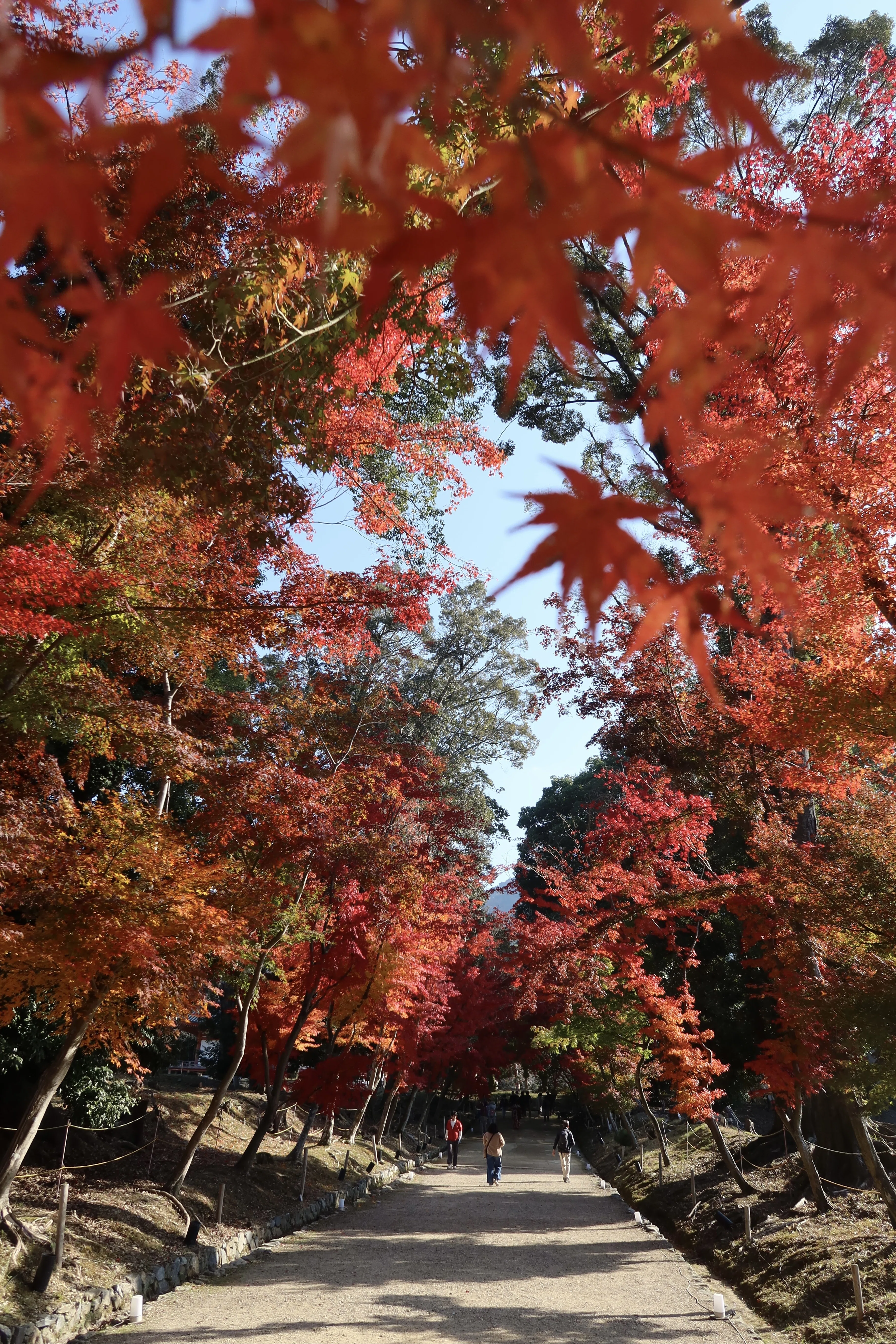 西国三十三所観音巡礼 【 深雪山 上醍醐 准胝堂 （醍醐寺）】京都