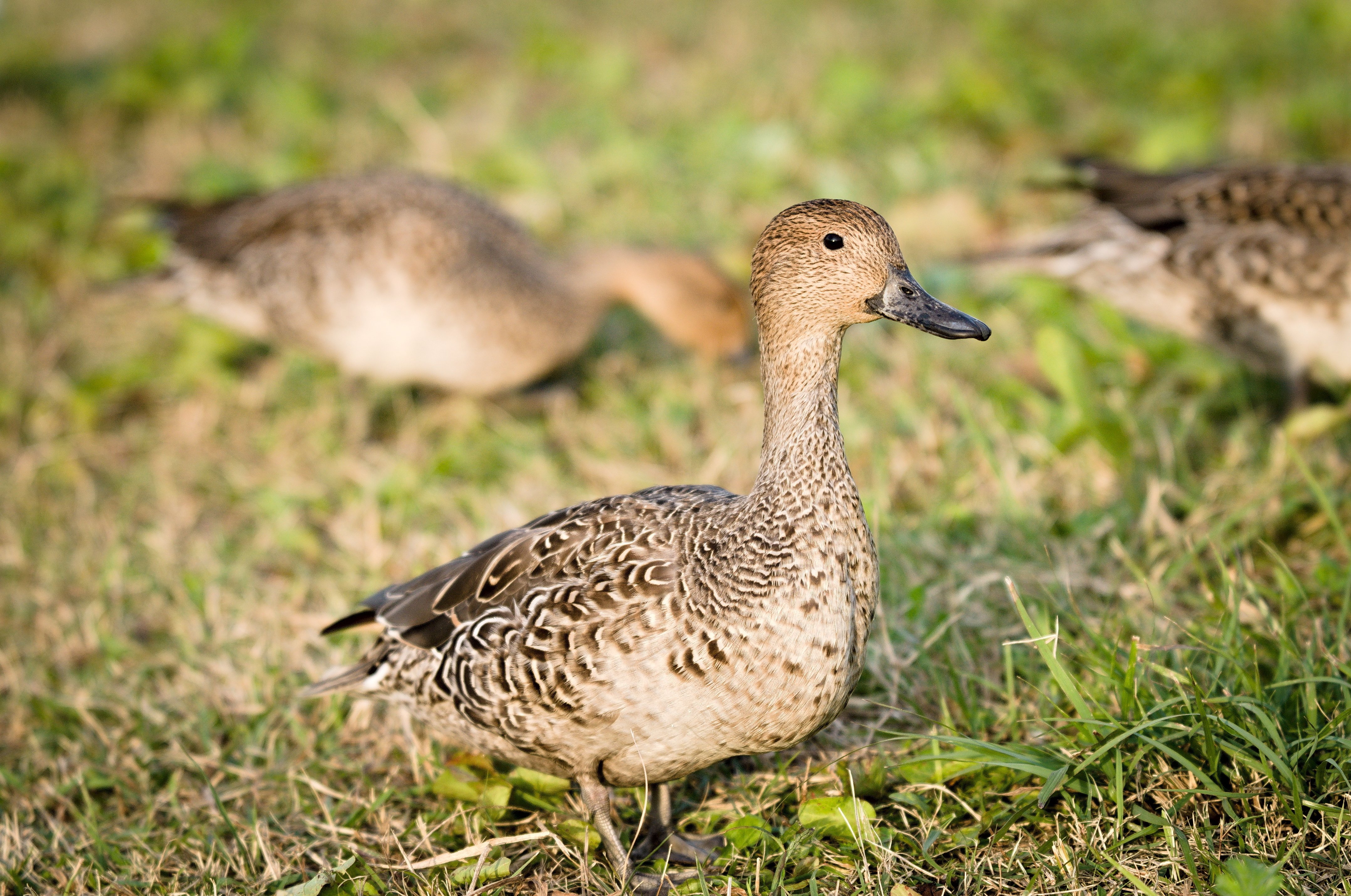 今でも変わらぬ旗艦機【Nikon D300S】｜硝子窓