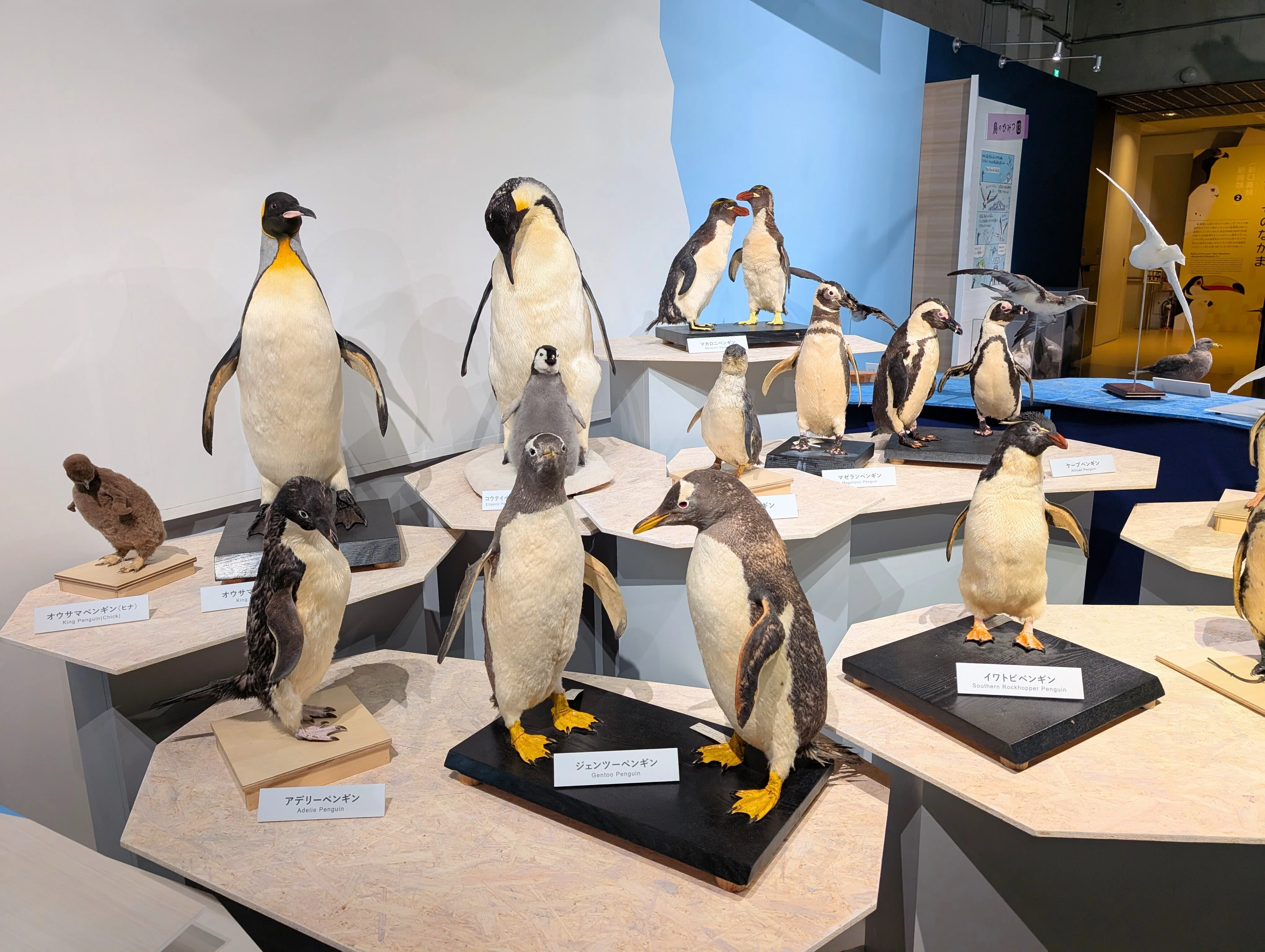 鳥展へ ヒビノオト2024.12.3｜オオシマイズミ