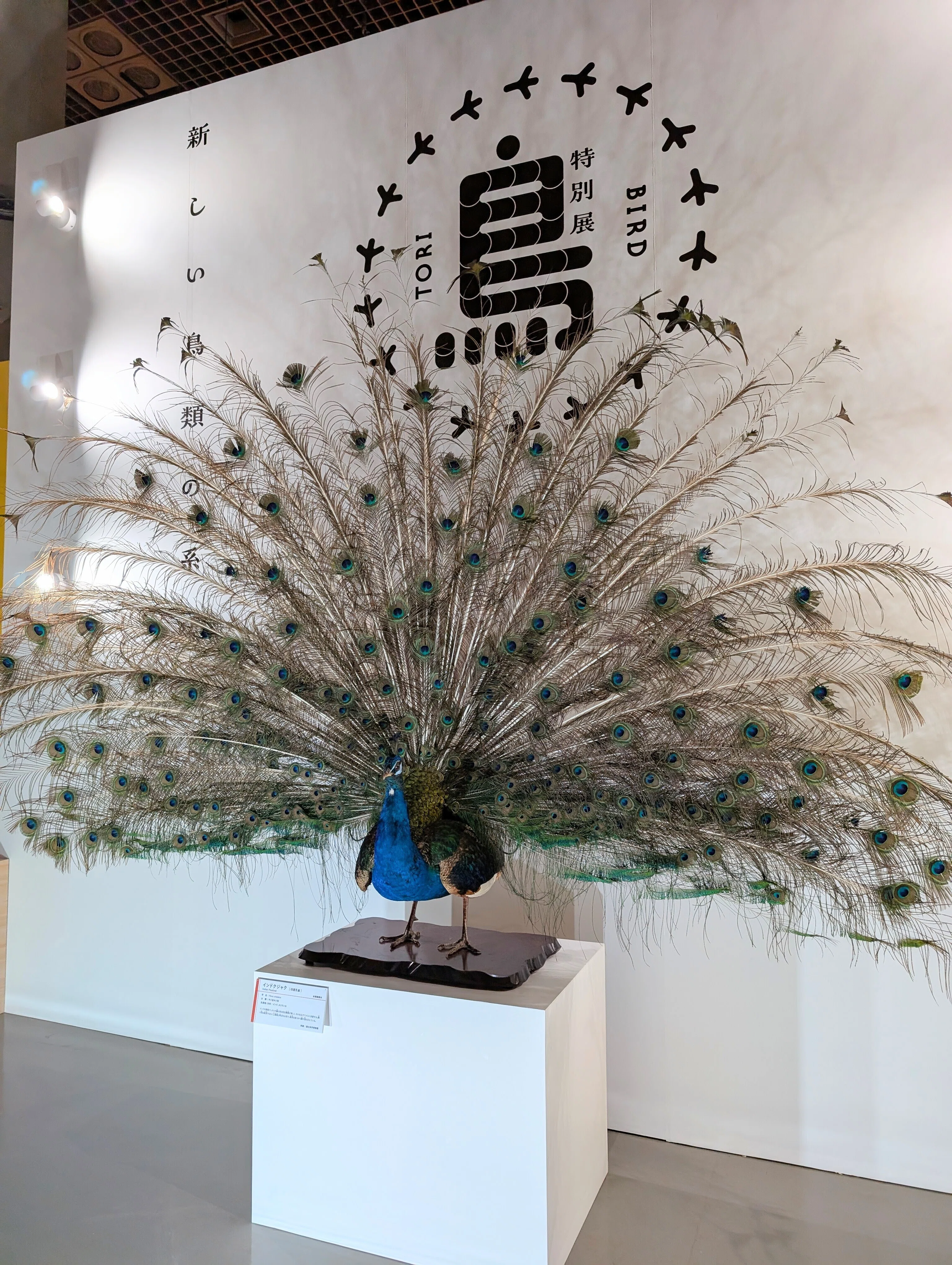 鳥展へ ヒビノオト2024.12.3｜オオシマイズミ