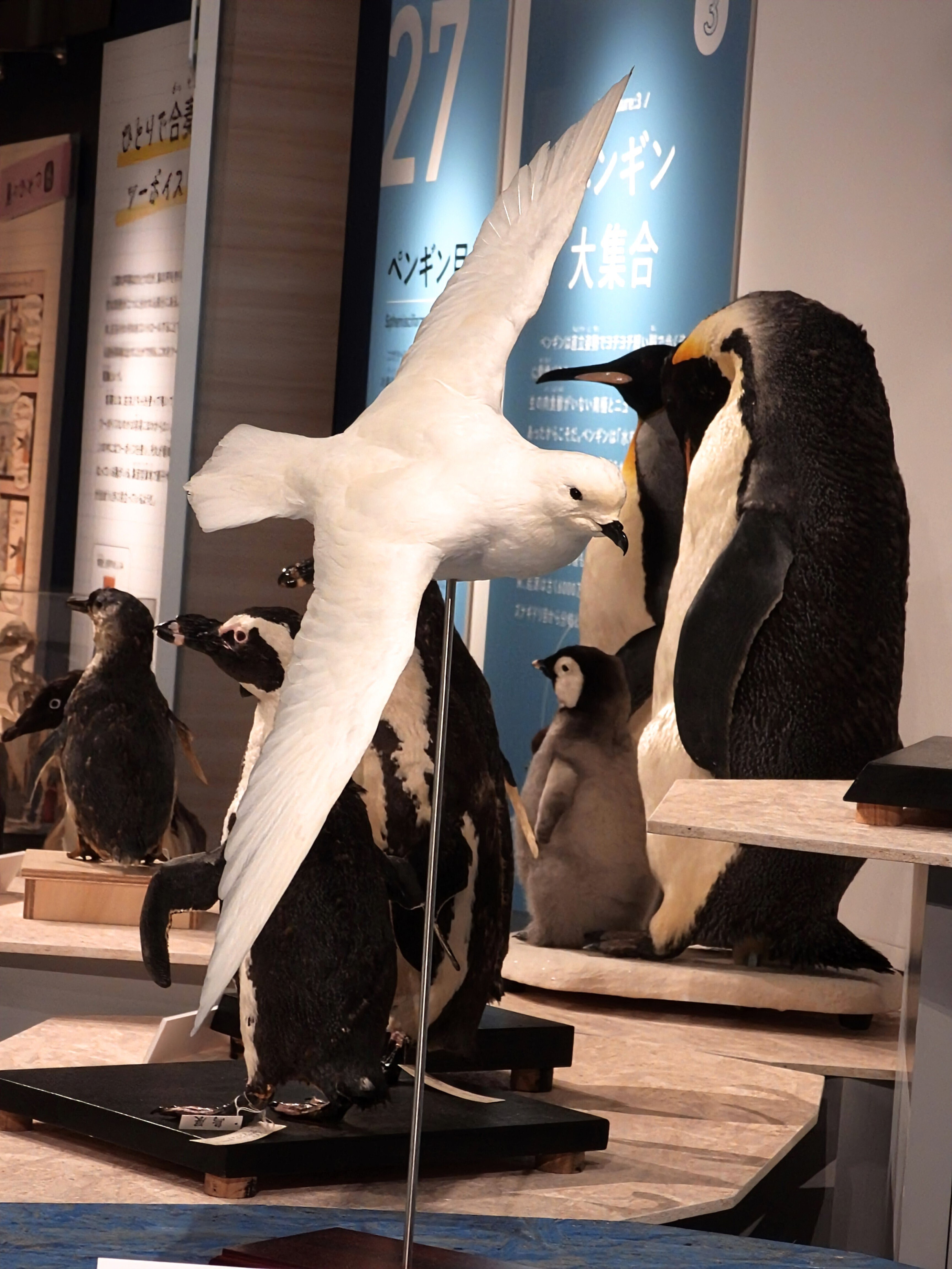 科博 特別展 《 鳥 TORI 》へ行きました-02。｜michio