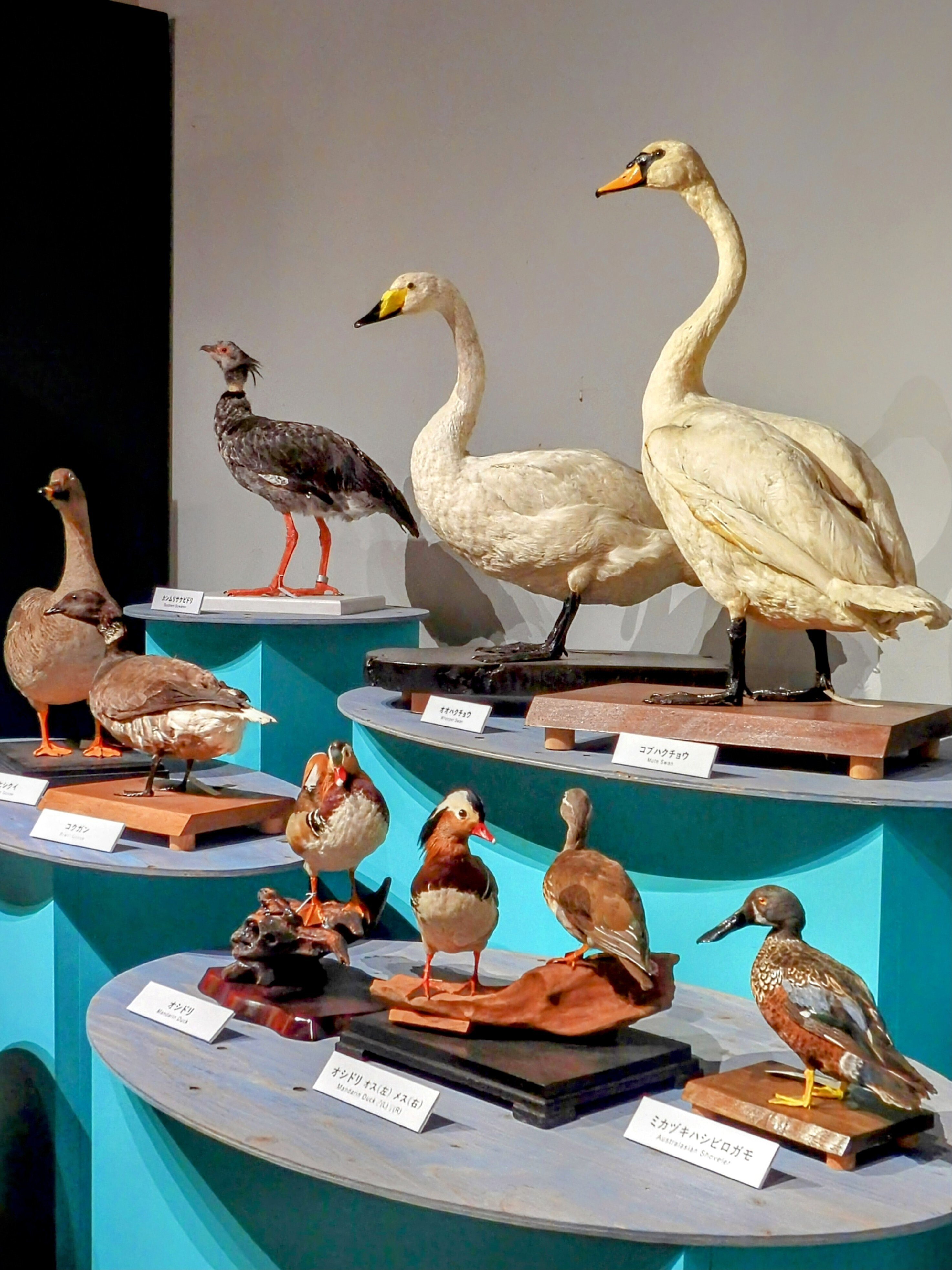 科博 特別展 《 鳥 TORI 》へ行きました-02。｜michio