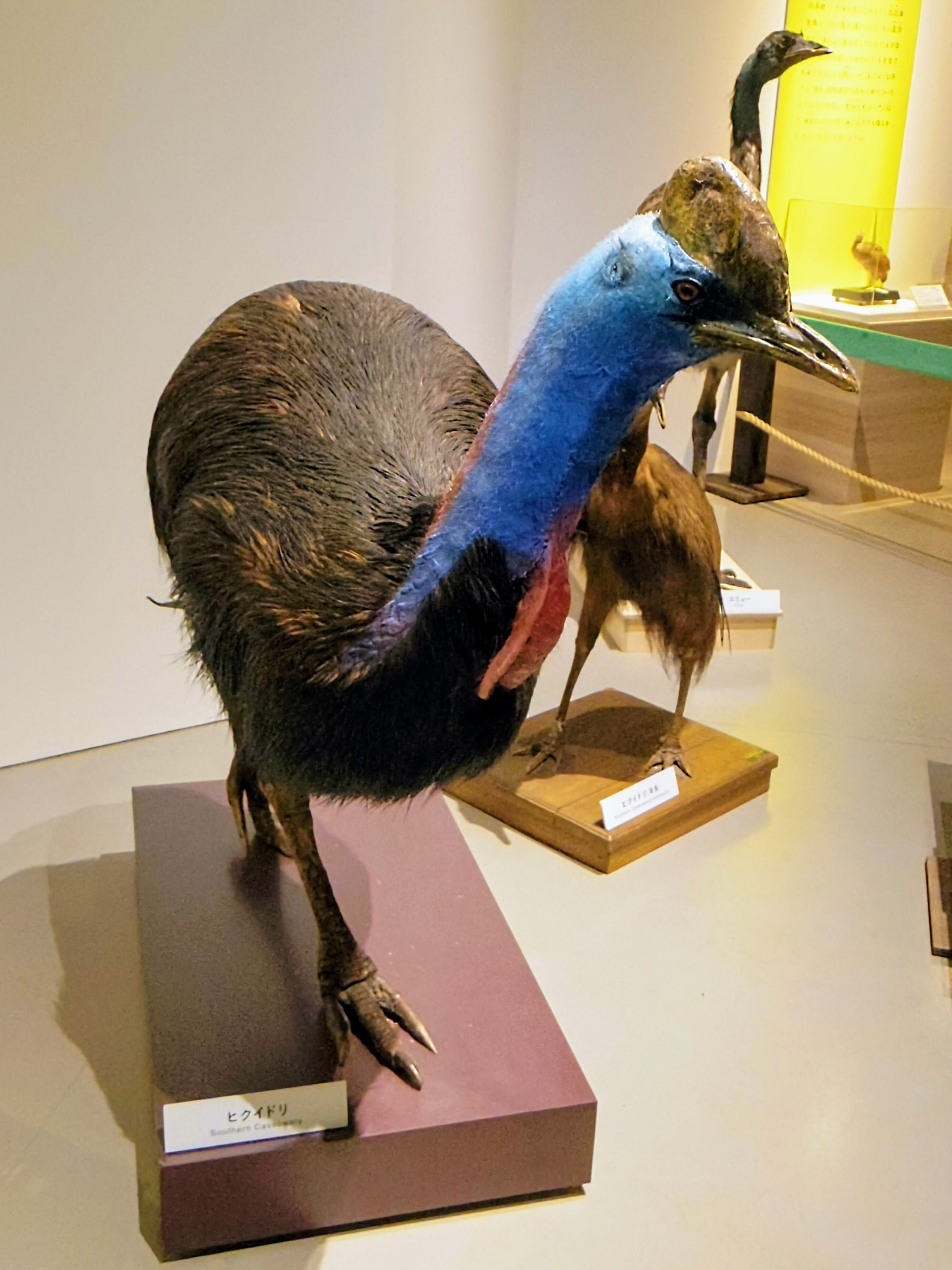 科博 特別展 《 鳥 TORI 》へ行きました-02。｜michio