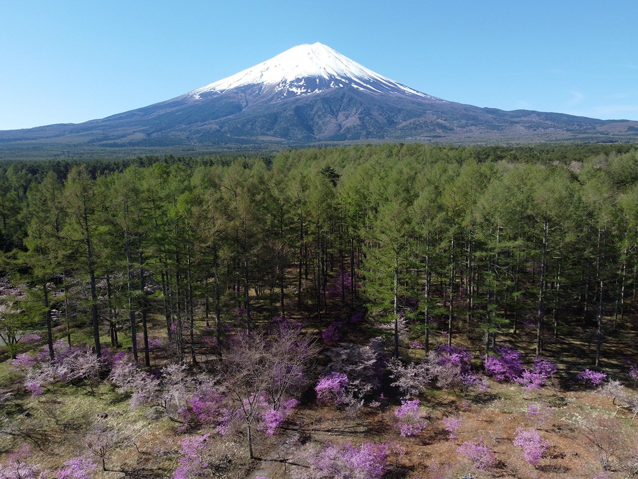 83．富士桜・ミツバツツジまつり｜sasayan