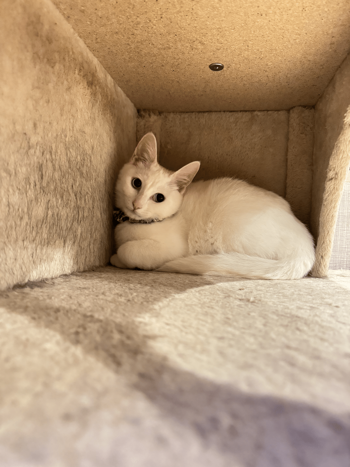 15年ぶりに猫を飼った話でもしようか～おすすめ猫グッズも紹介し