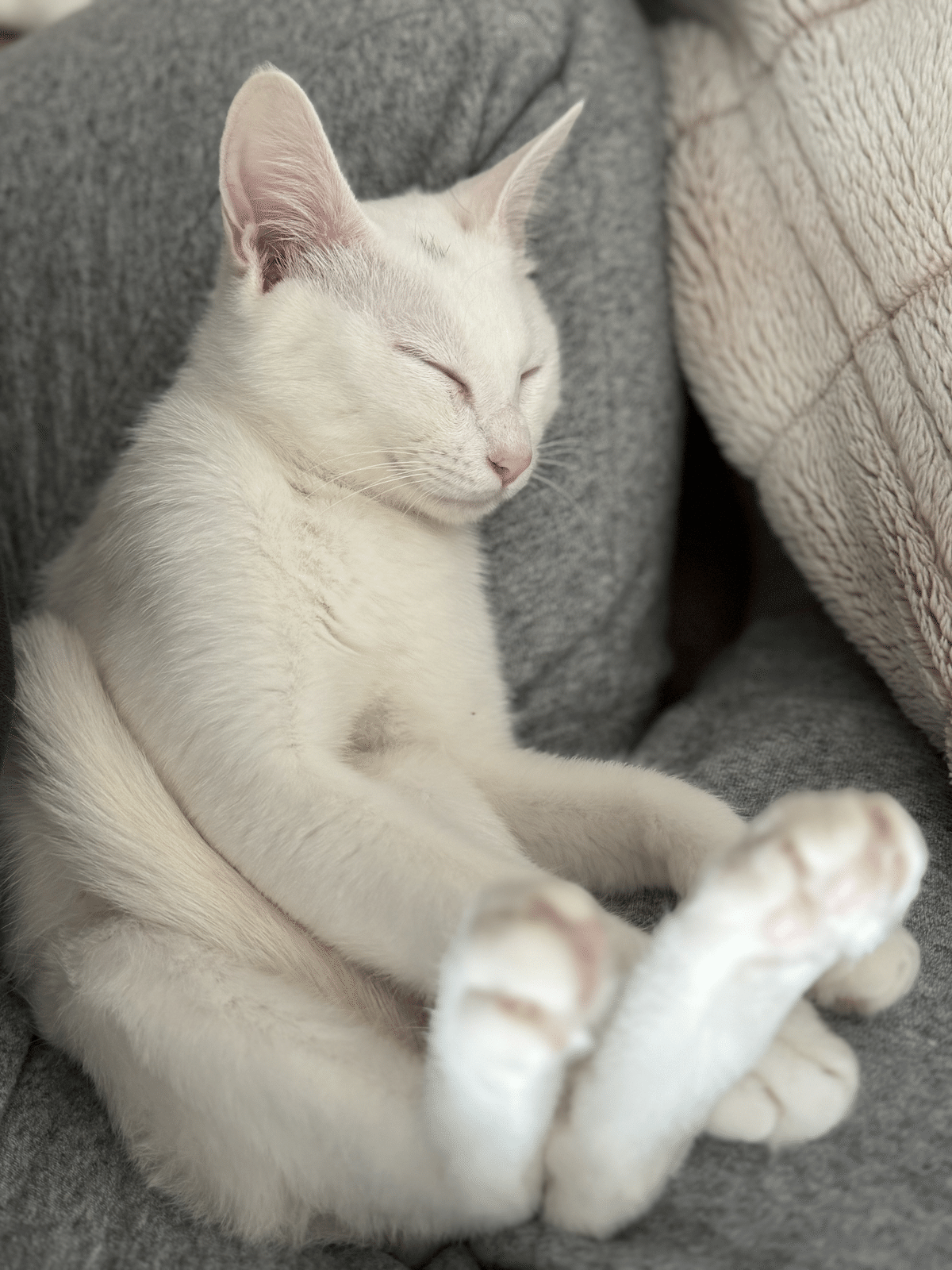 15年ぶりに猫を飼った話でもしようか～おすすめ猫グッズも紹介し