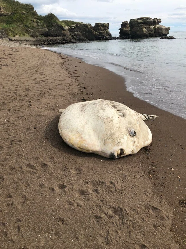 これはスライドしてるときにタップを巻き込んで初見AJを逃したマンボウでもあります