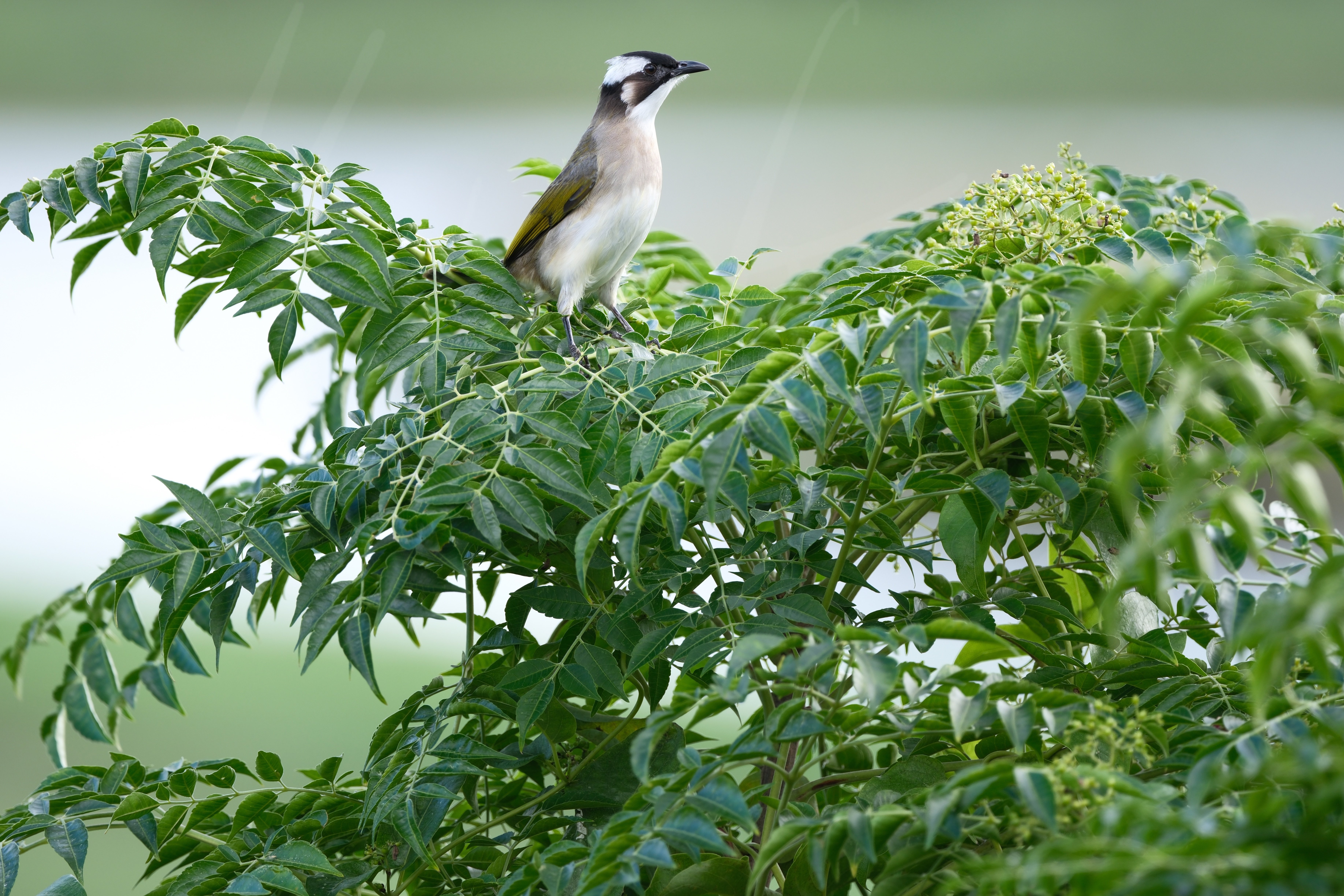 FUJIFILM XF500mmF5.6レビュー Xマウント待望の超望遠レンズ｜Kaz