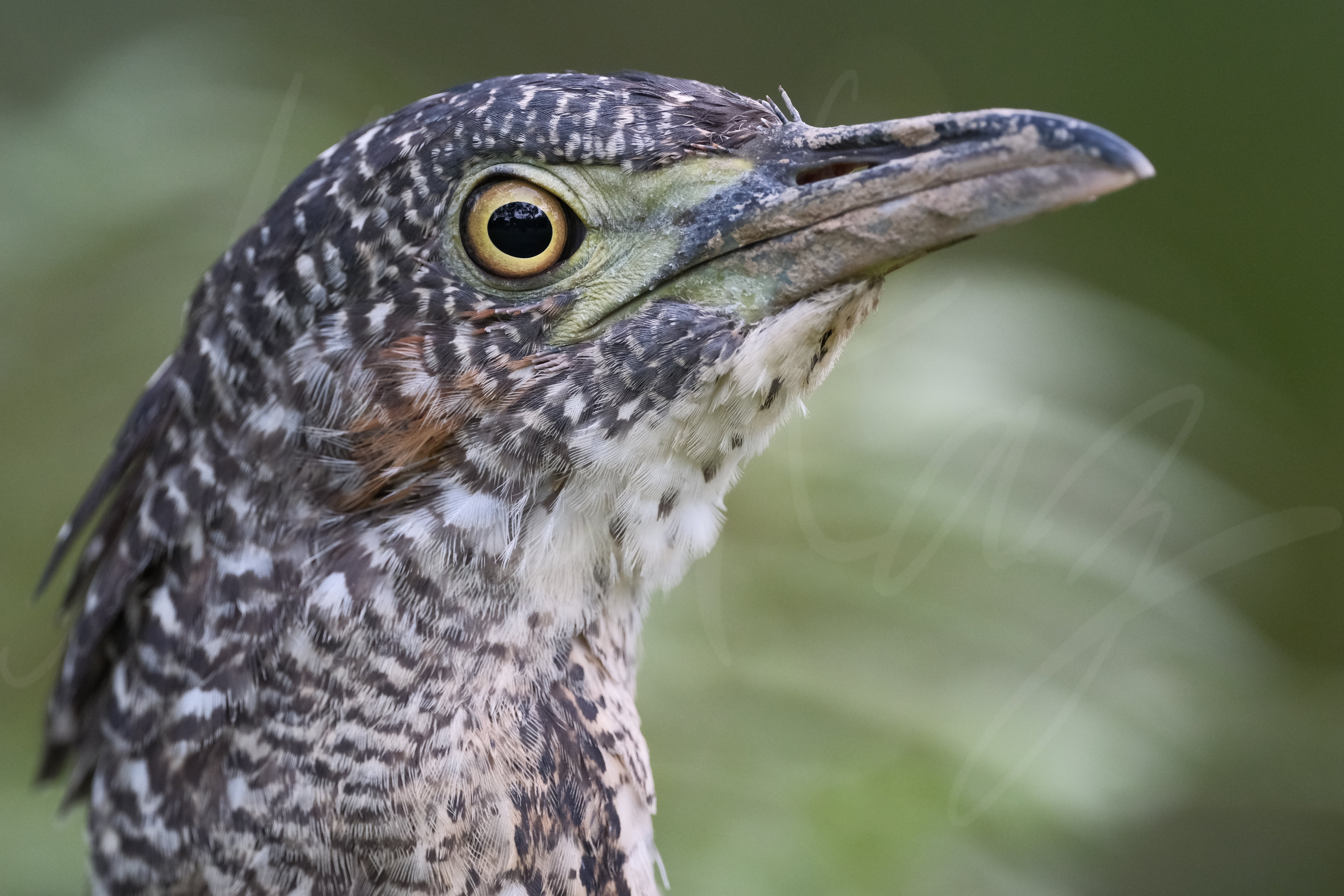 FUJIFILM XF500mmF5.6レビュー Xマウント待望の超望遠レンズ｜Kaz