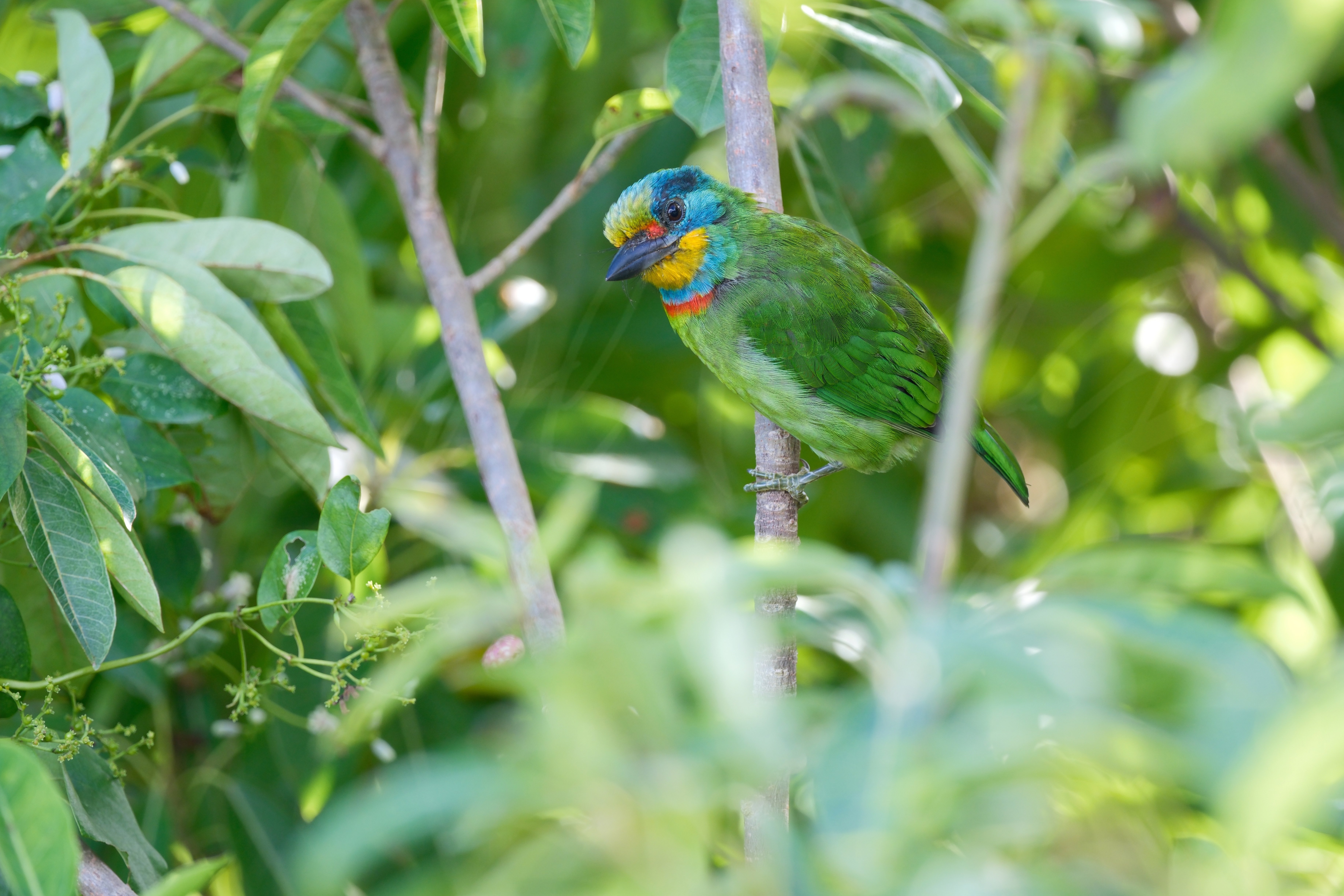 FUJIFILM XF500mmF5.6レビュー Xマウント待望の超望遠レンズ｜Kaz