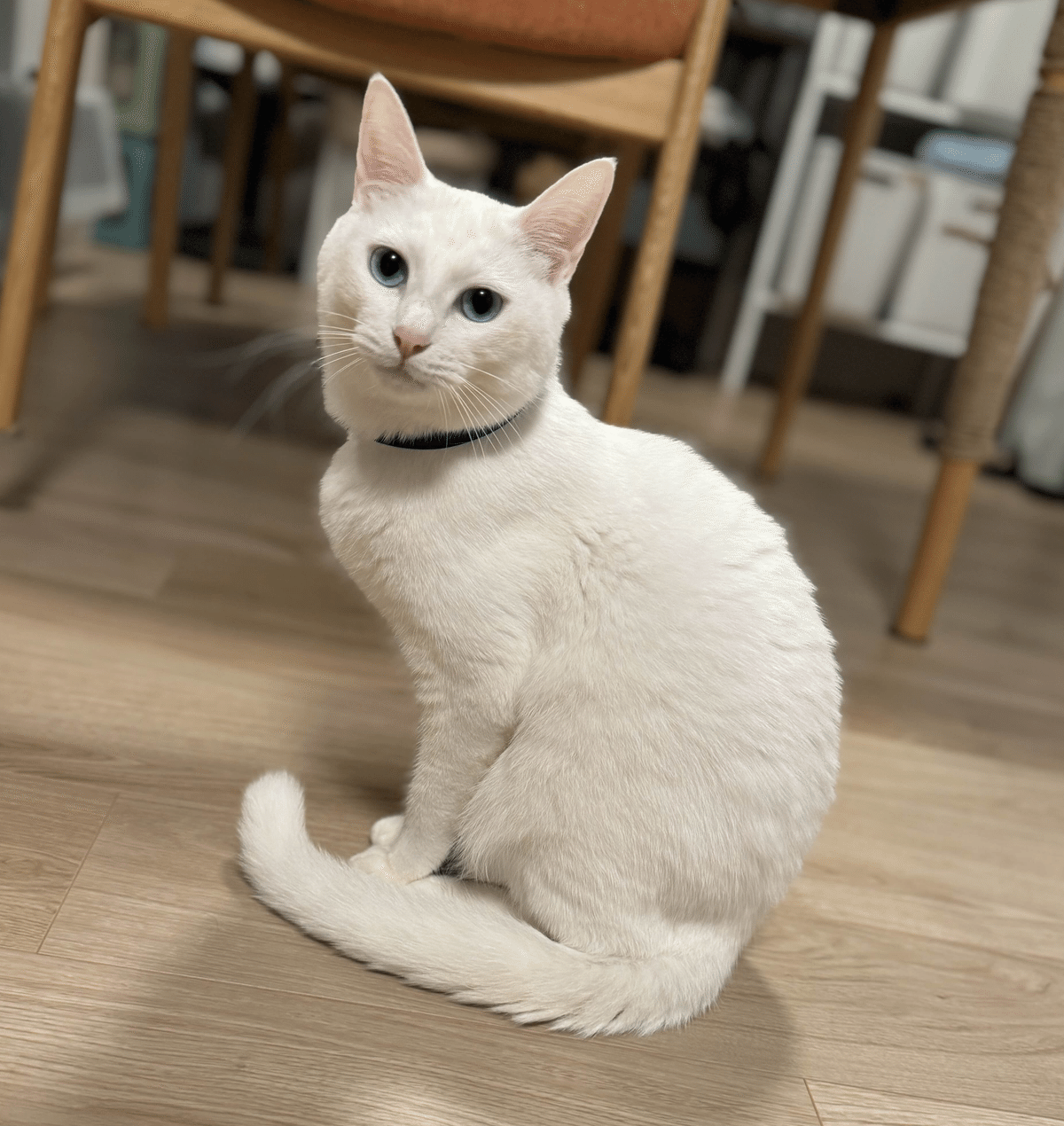 15年ぶりに猫を飼った話でもしようか～おすすめ猫グッズも紹介し