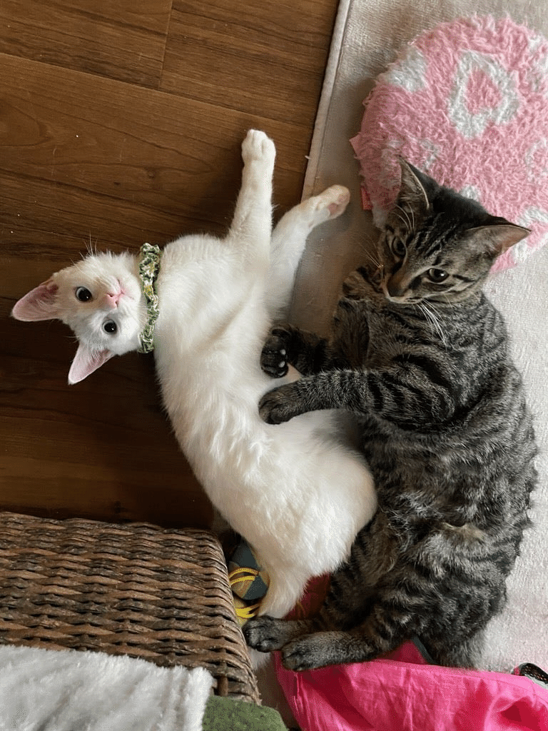 ☆水引と湯呑みニャンコが可愛いお正月猫ちゃんチャーム☆ 【公式通販】