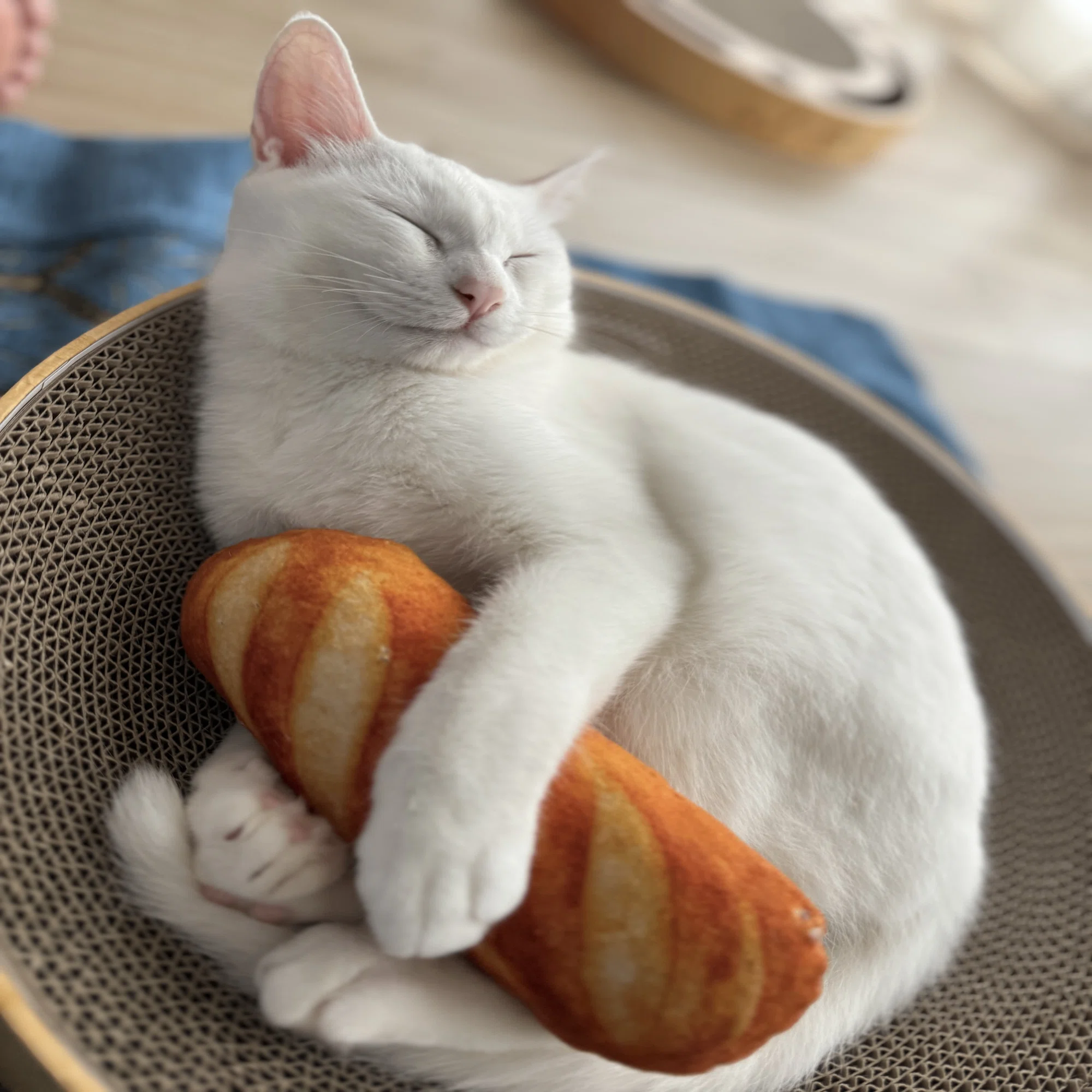 15年ぶりに猫を飼った話でもしようか～おすすめ猫グッズも紹介しちゃう