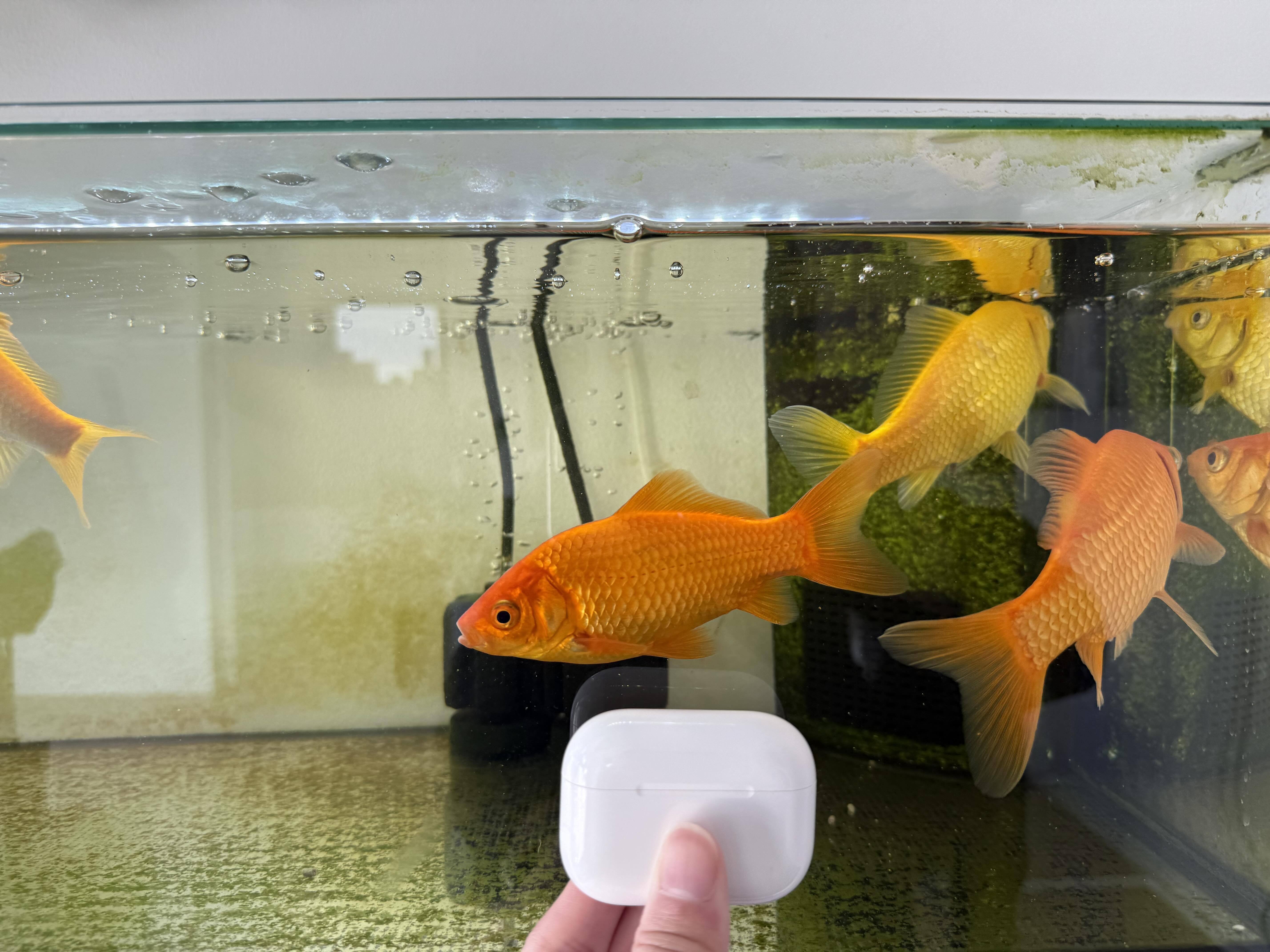 きんぎょ飼育をはじめて1年｜AkkeyLab