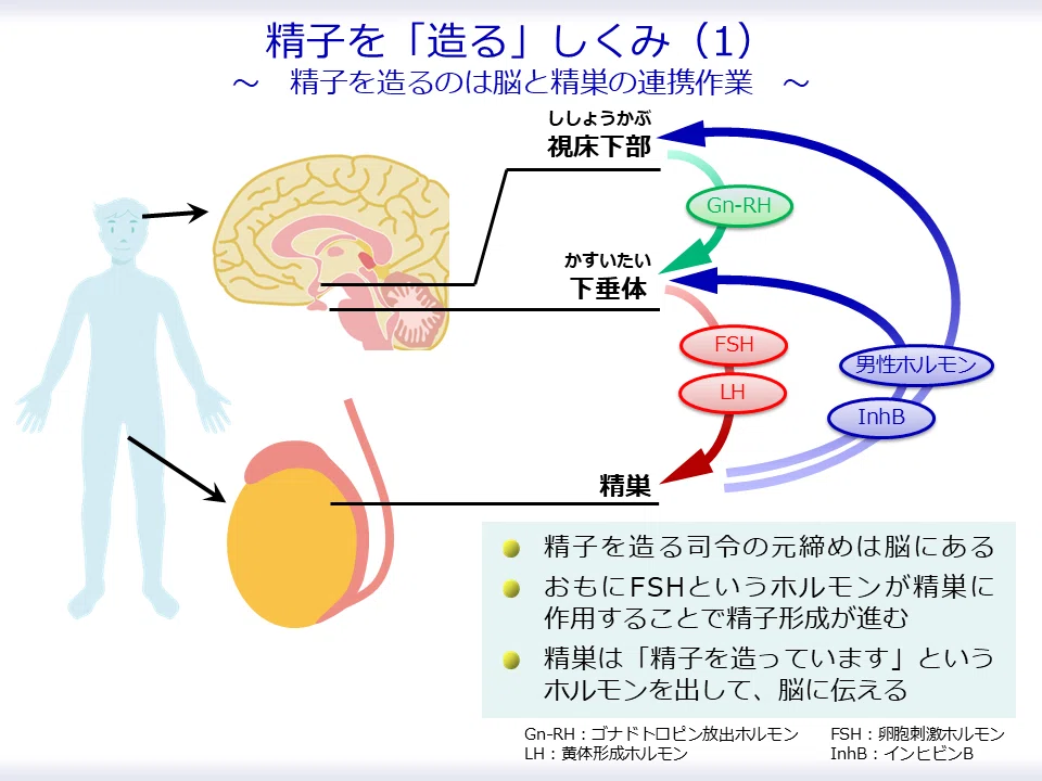 精子を造るしくみ（1）～精子を造るのは脳と精巣の連携作業～｜AndroIwasho