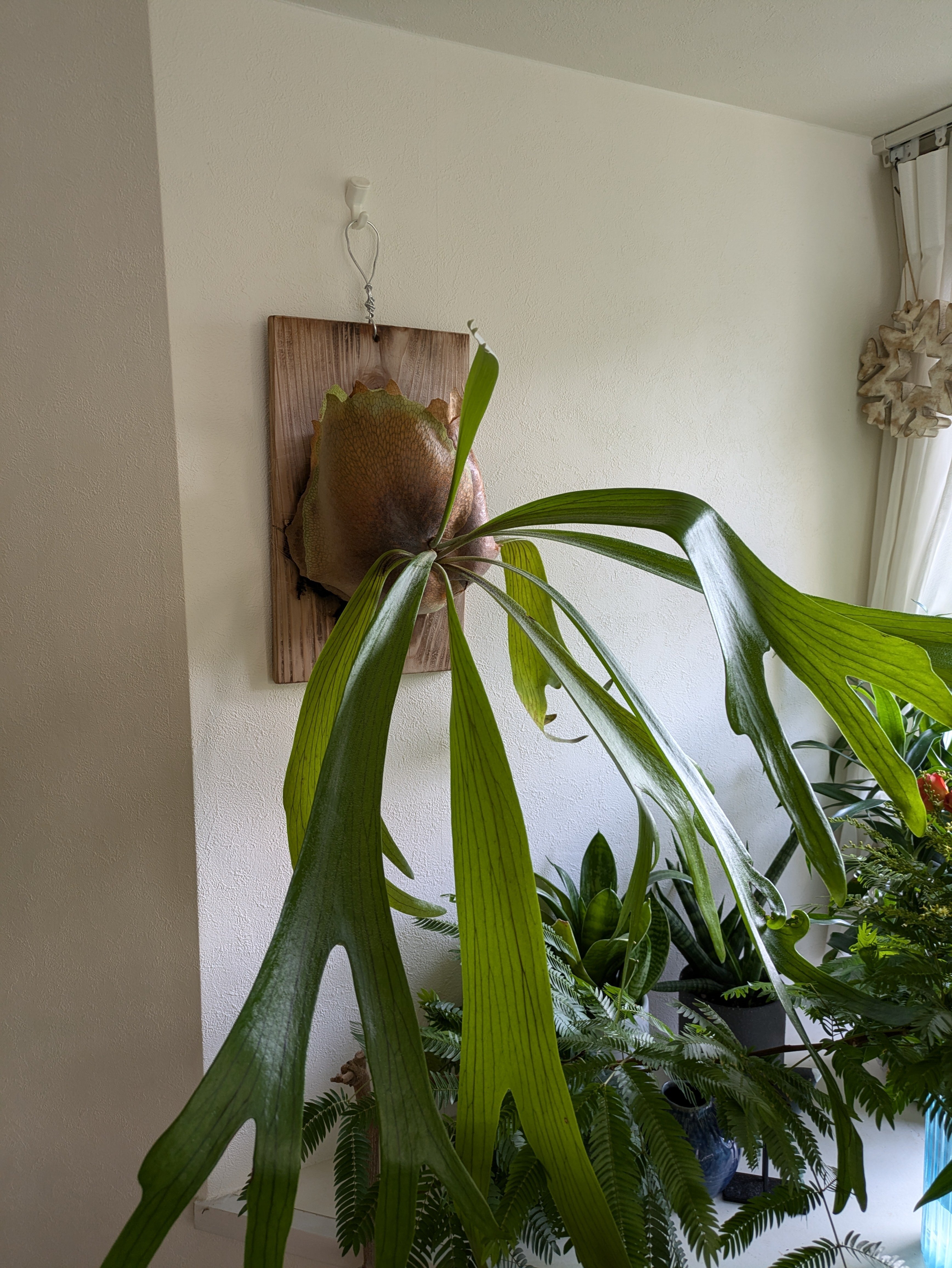 室内のビカクシダは冬でも成長する｜ワタナベ